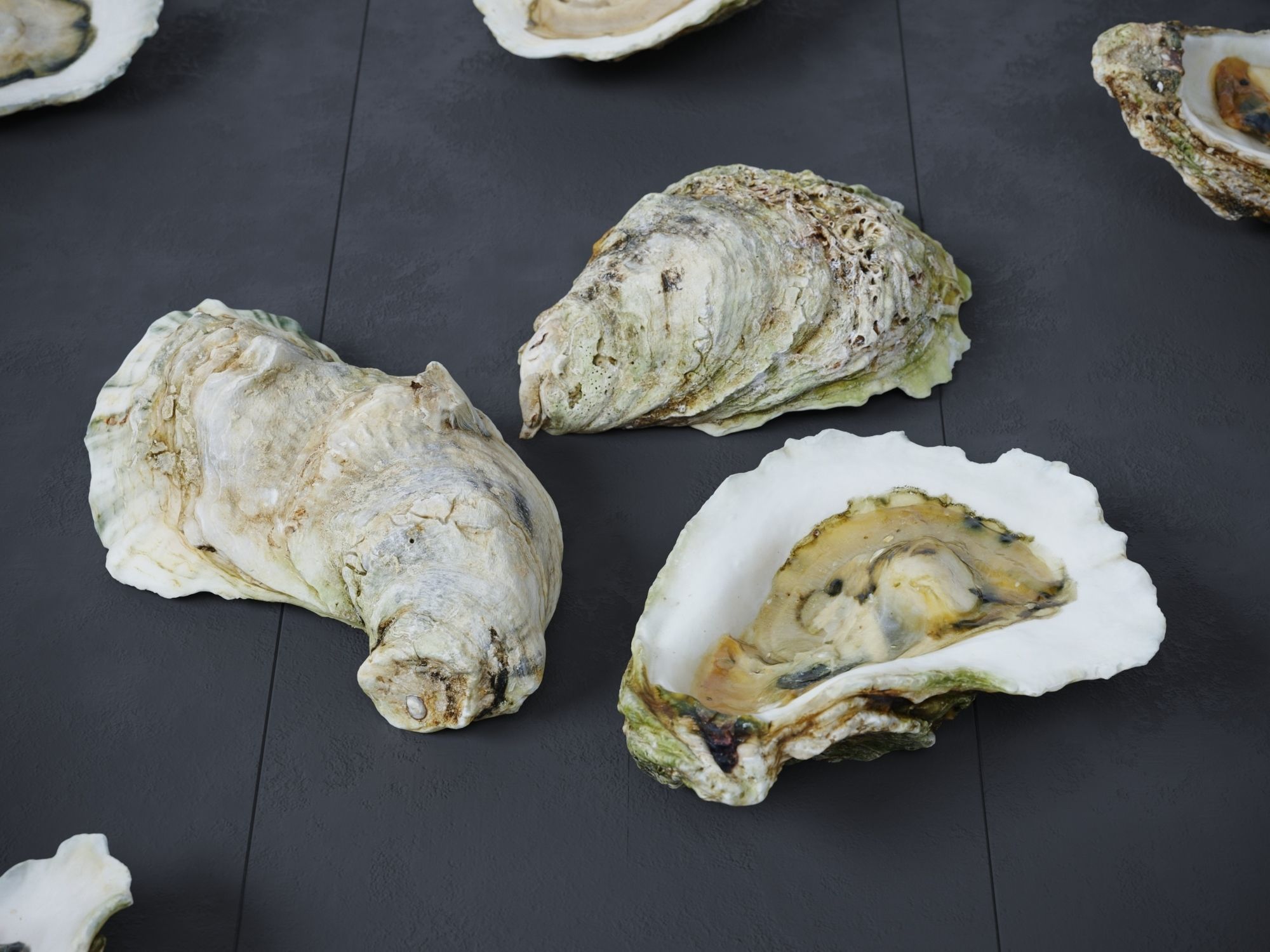 Half Shell Oysters 3D model_2