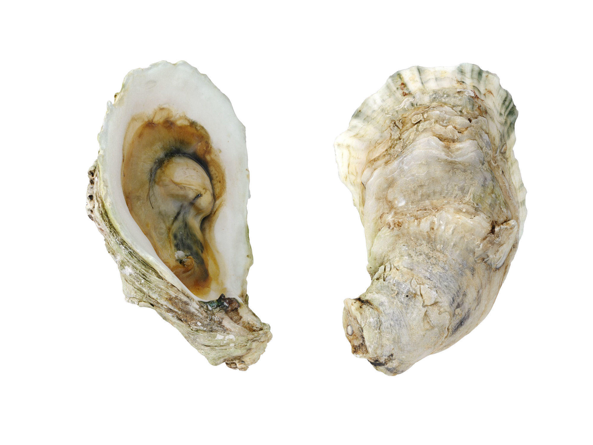 Half Shell Oysters 3D model_7