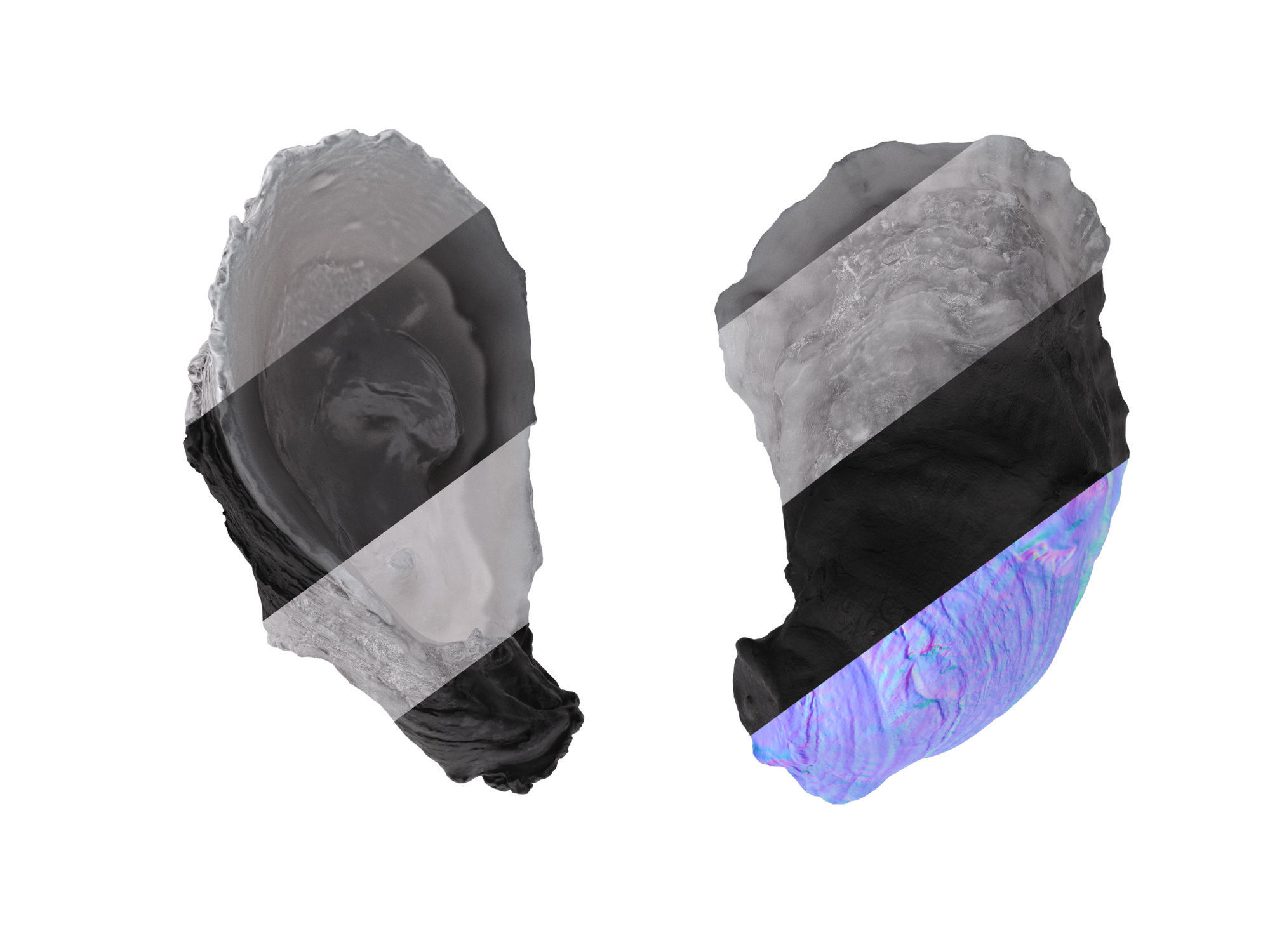 Half Shell Oysters 3D model_11