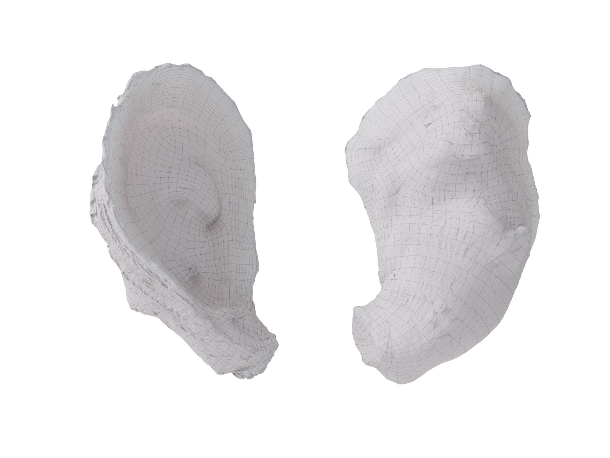 Half Shell Oysters 3D model_8