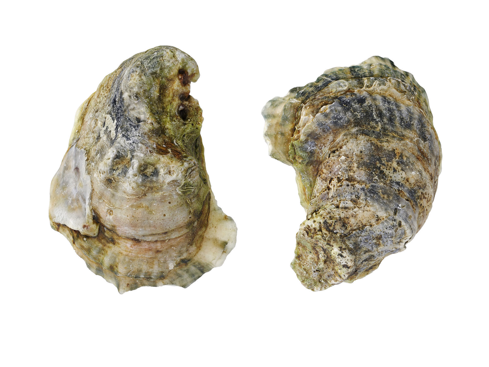 Half Shell Oysters 3D model_5