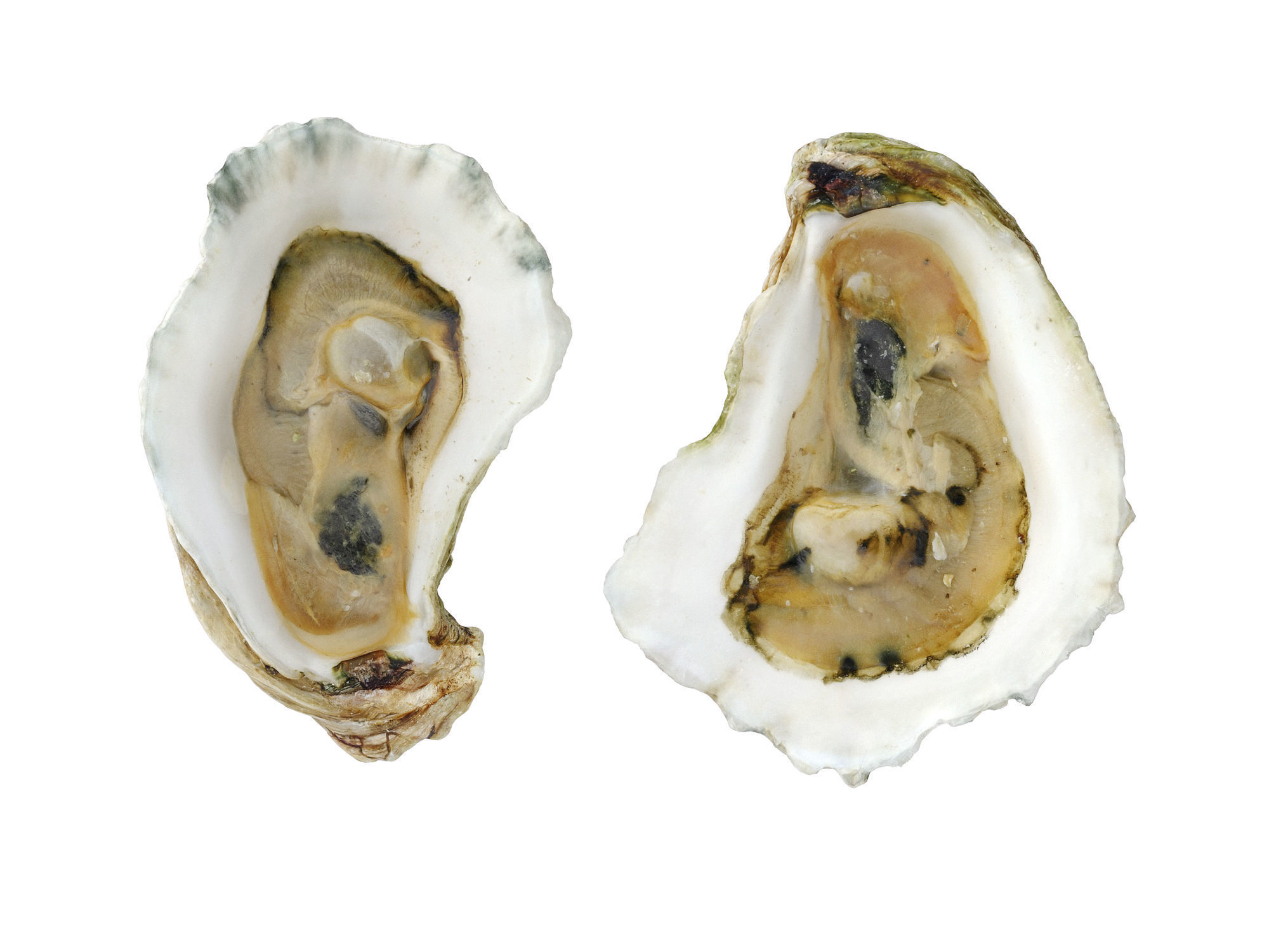 Half Shell Oysters 3D model_4