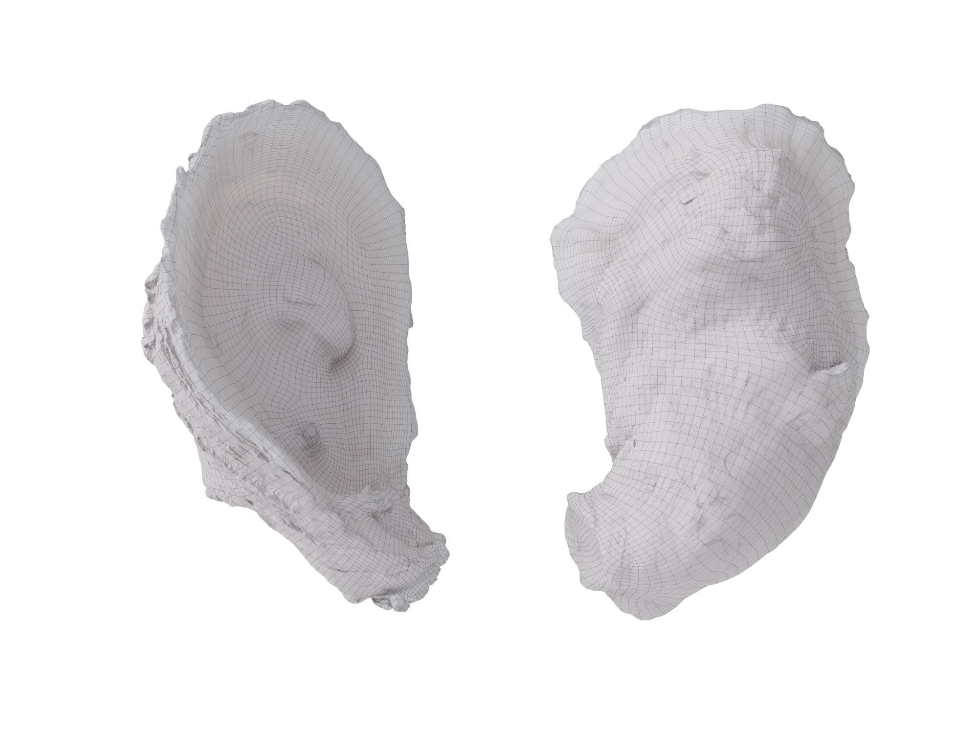 Half Shell Oysters 3D model_9