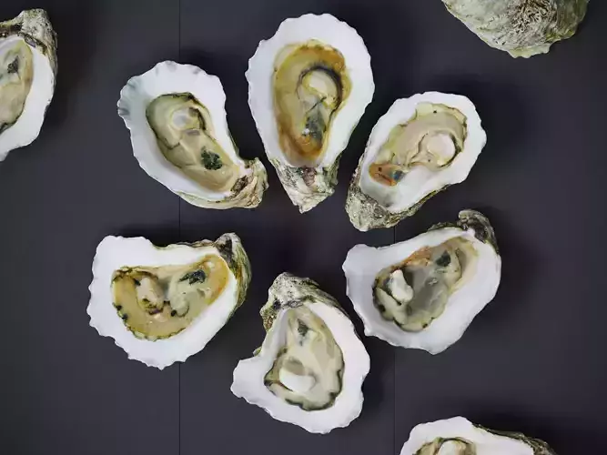 Half Shell Oysters  3D model