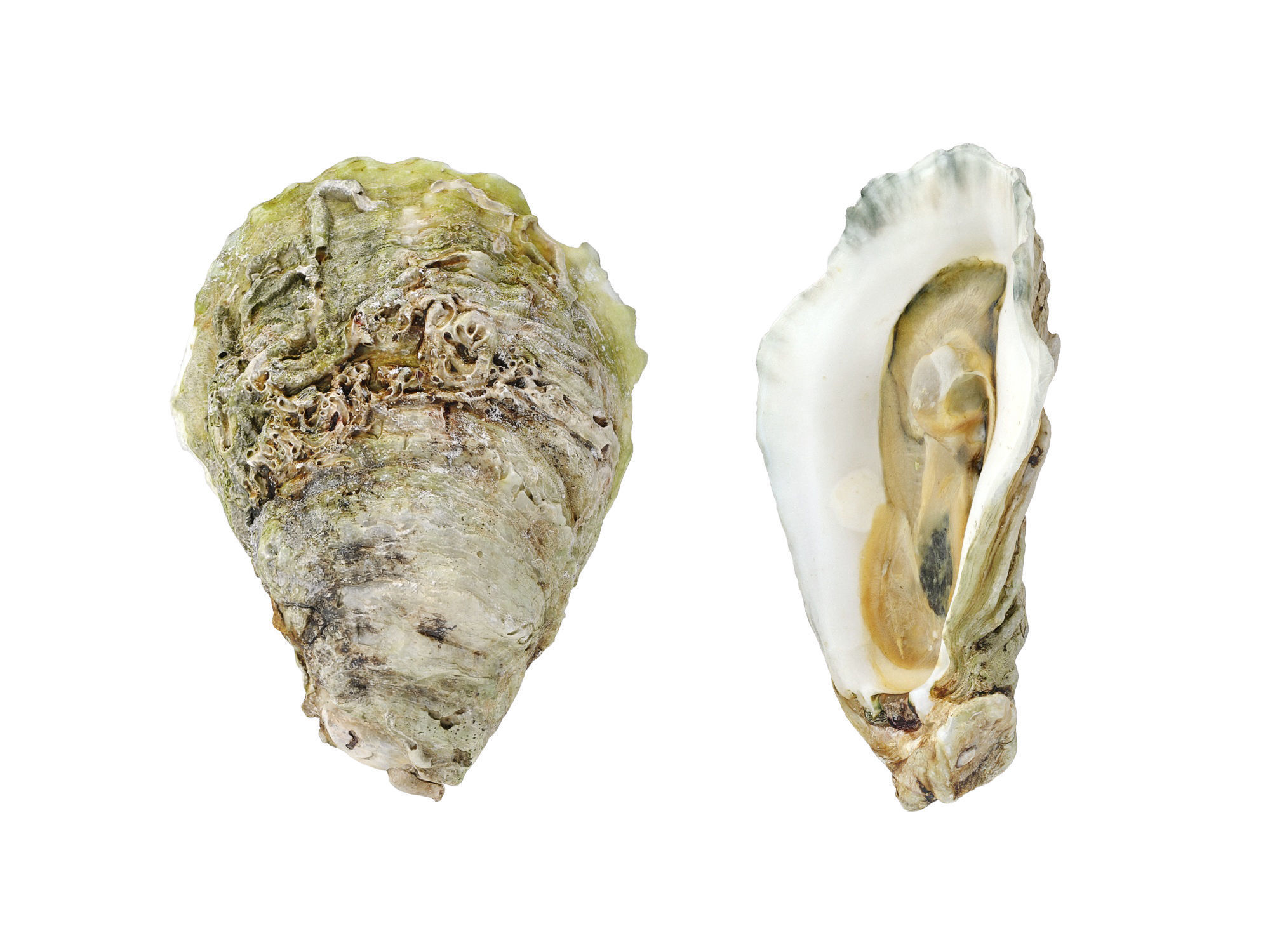 Half Shell Oysters 3D model_6