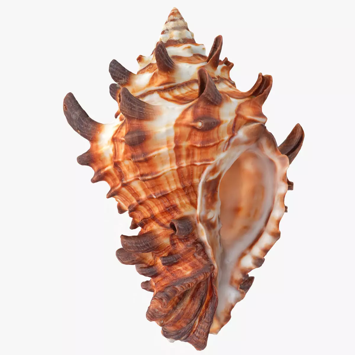 Vasum Tubiferum Sea Shell Low-poly 3D model_0