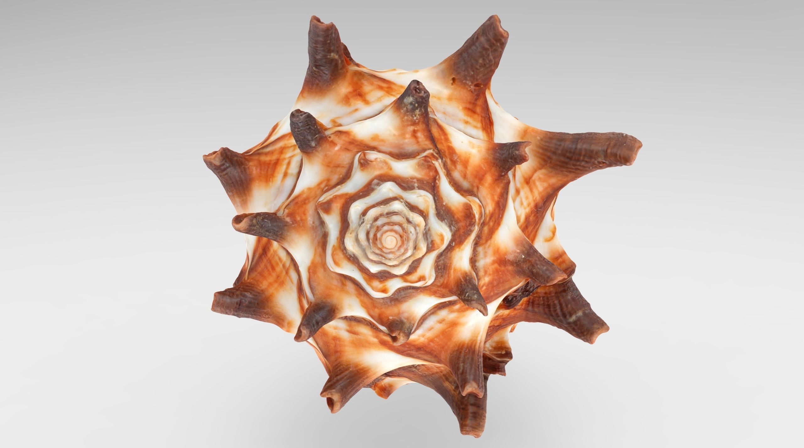 Vasum Tubiferum Sea Shell Low-poly 3D model_5