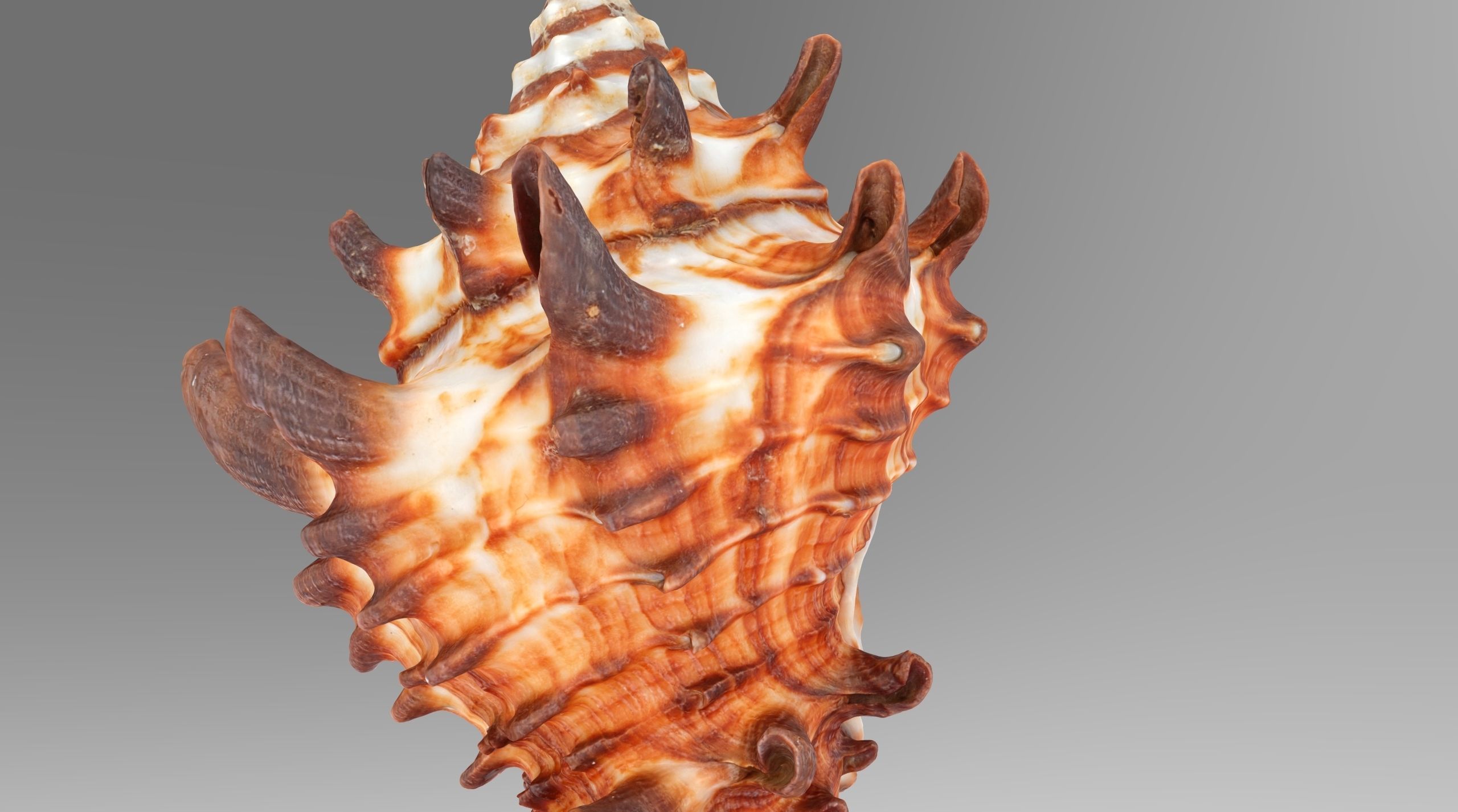 Vasum Tubiferum Sea Shell Low-poly 3D model_3