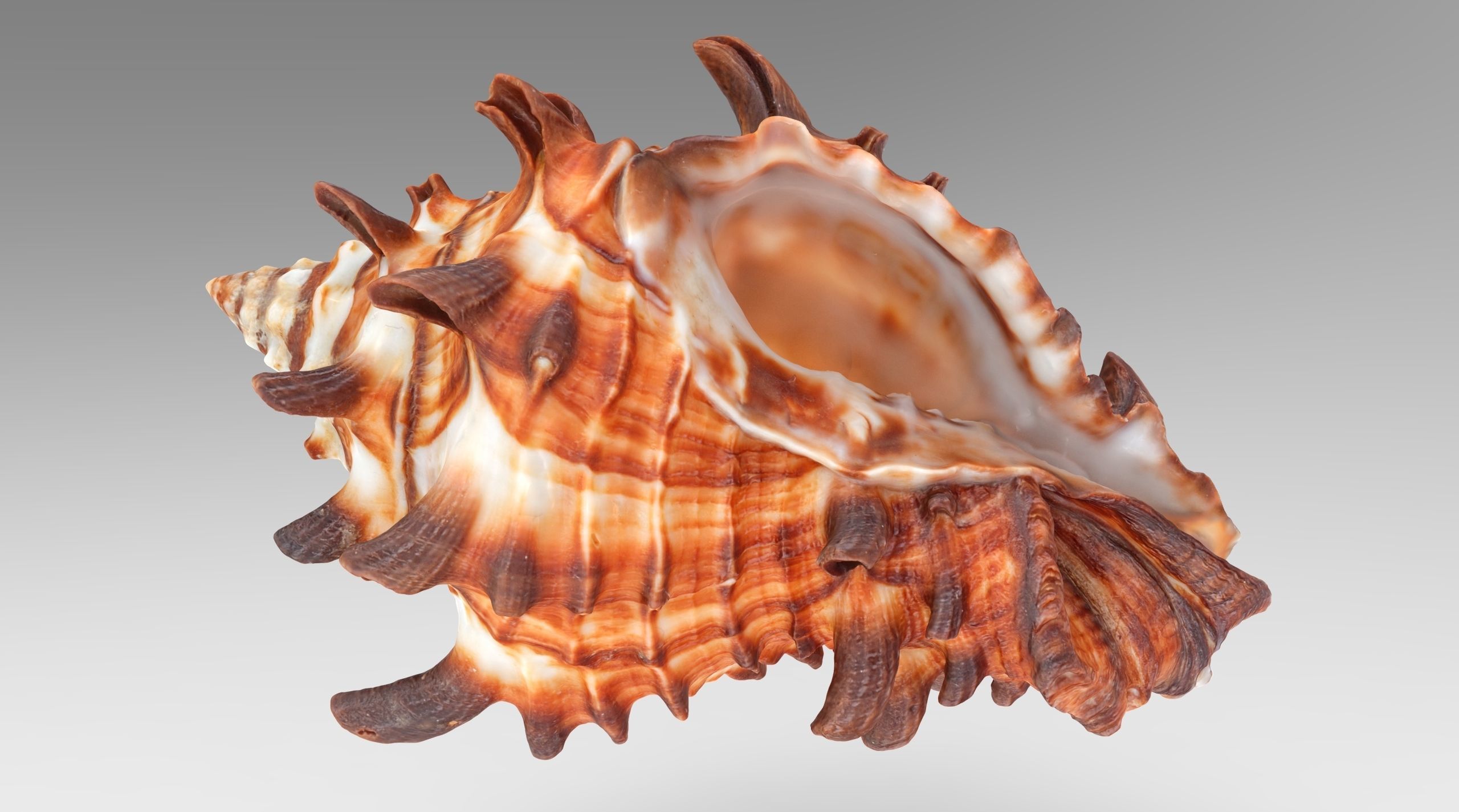 Vasum Tubiferum Sea Shell Low-poly 3D model_2