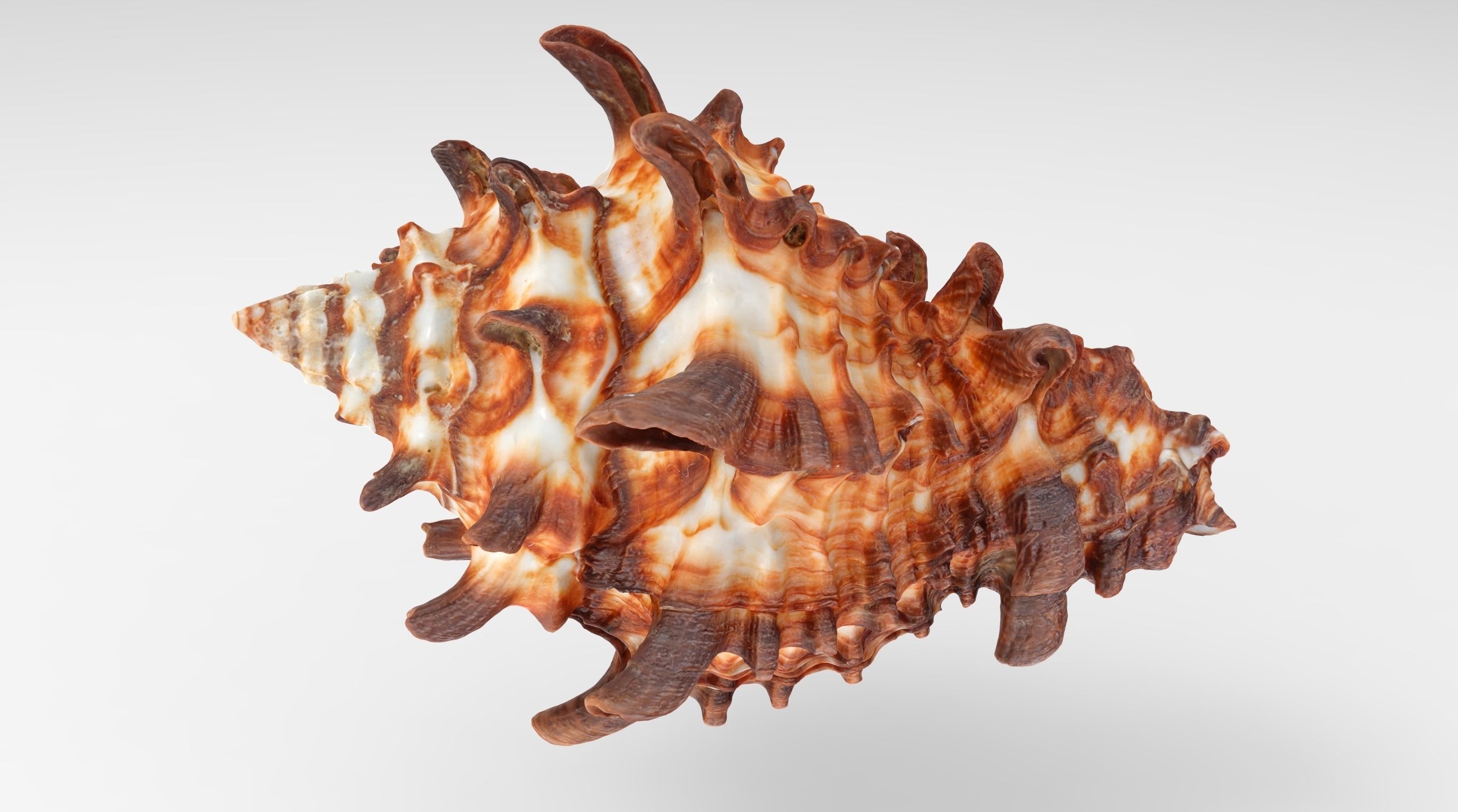 Vasum Tubiferum Sea Shell Low-poly 3D model_6