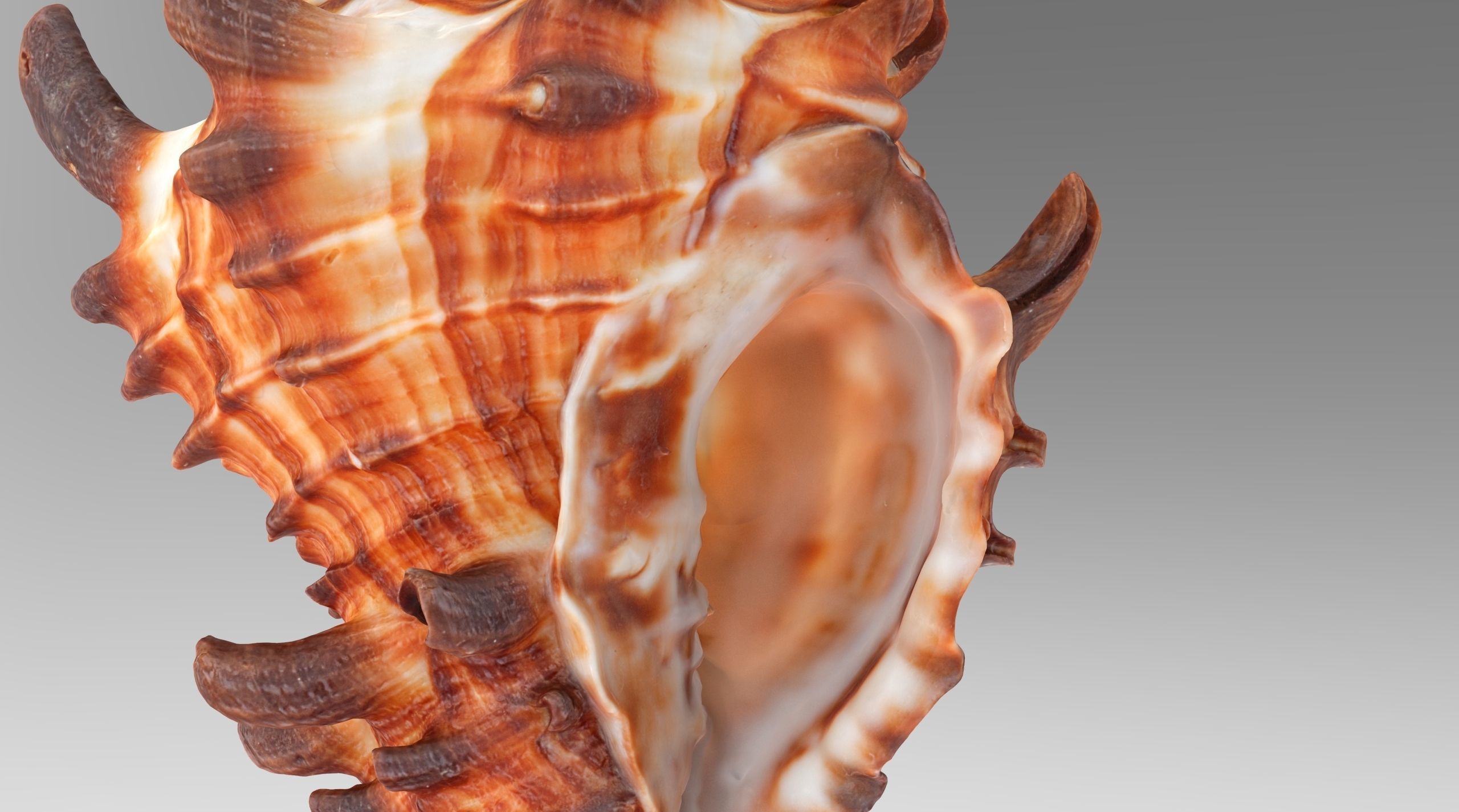 Vasum Tubiferum Sea Shell Low-poly 3D model_4