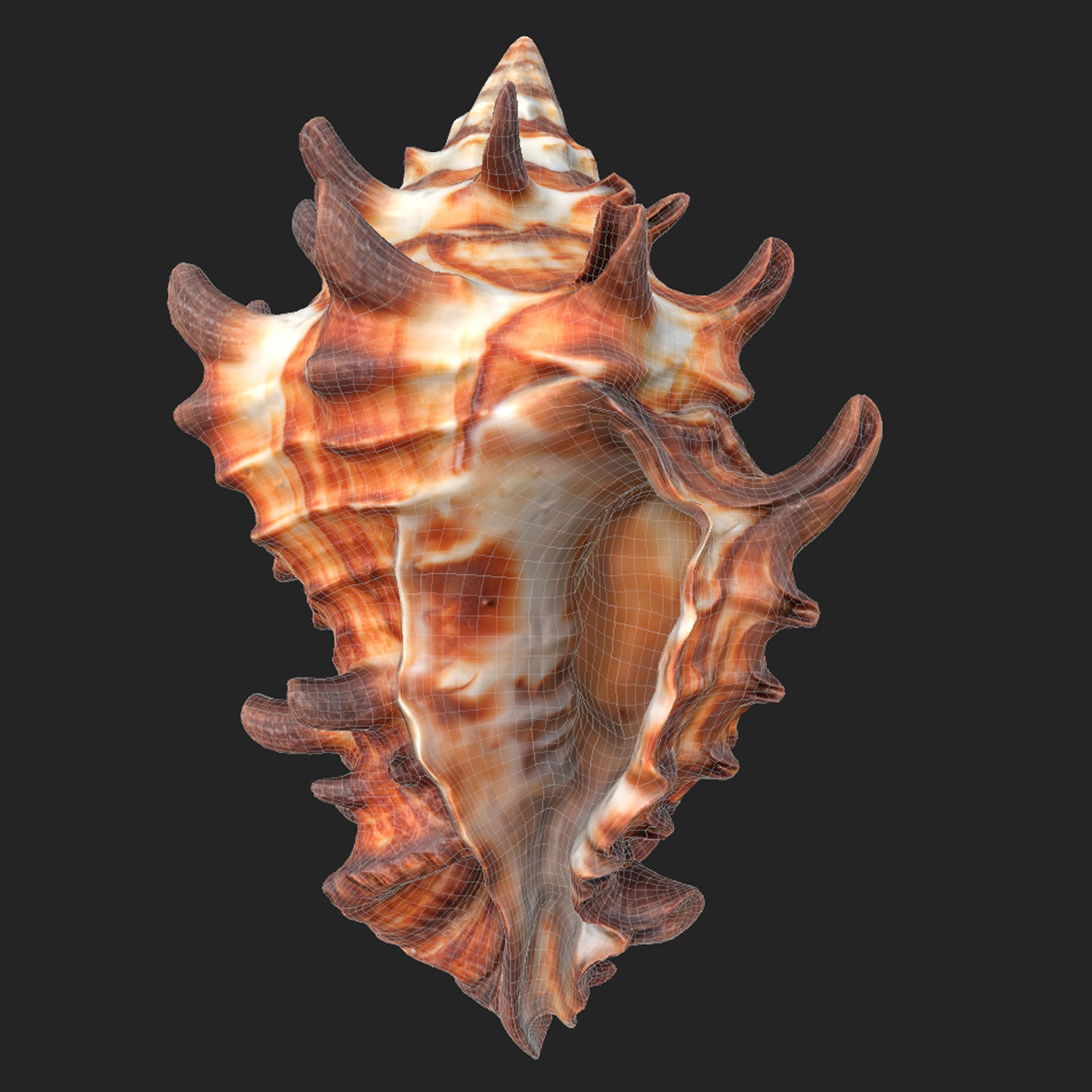 Vasum Tubiferum Sea Shell Low-poly 3D model_7