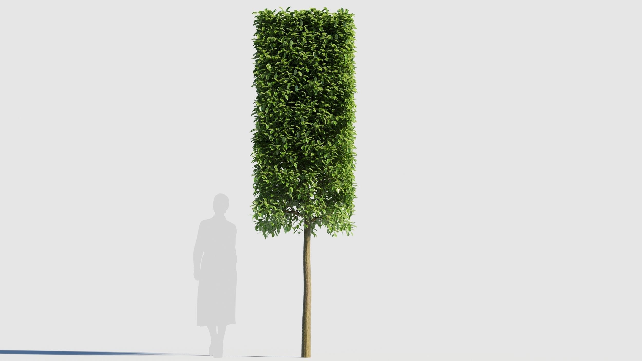 Carpinus caroliniana tree 3D model_5