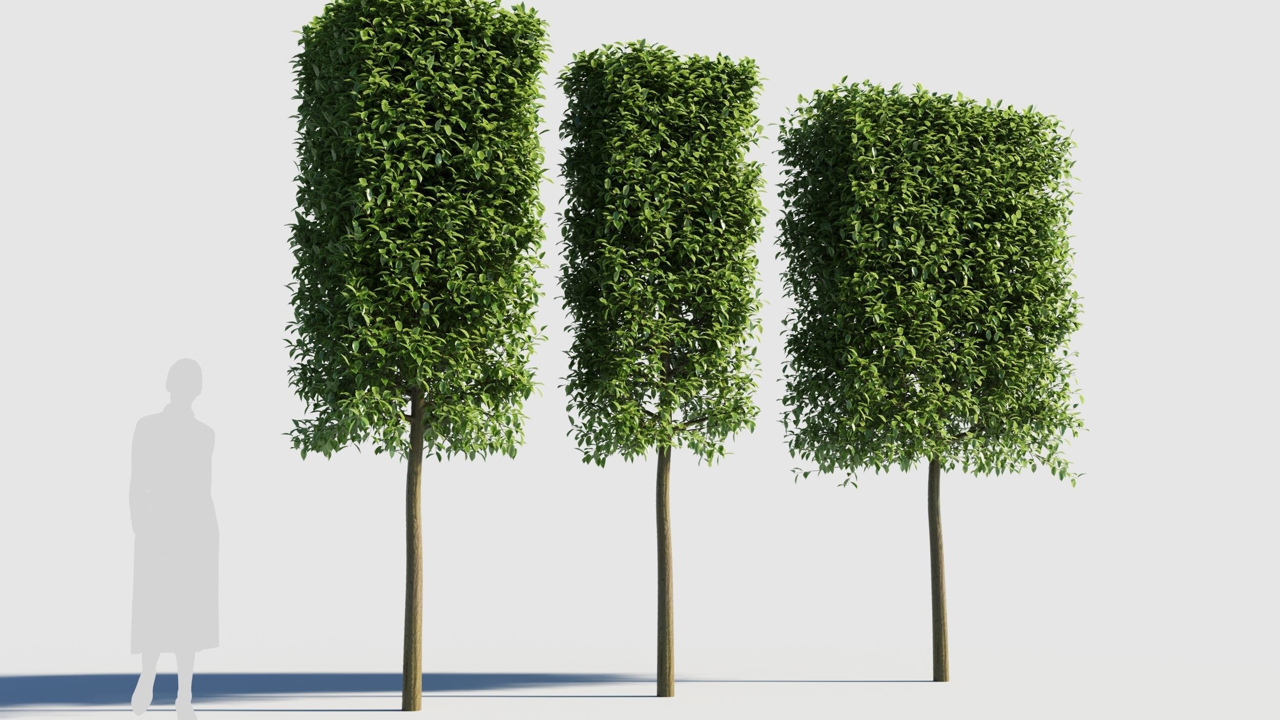 Carpinus caroliniana tree 3D model_1