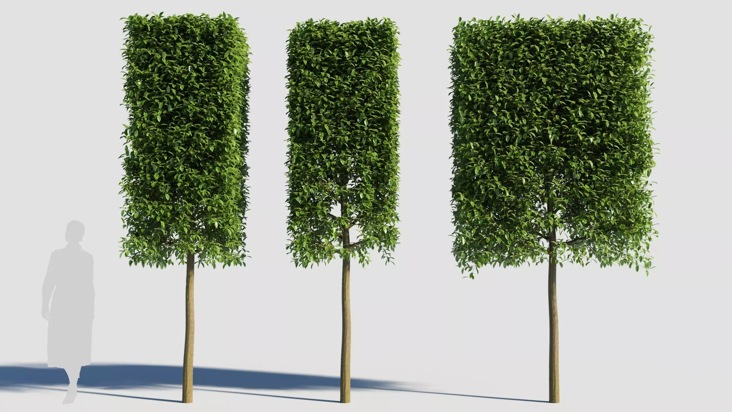 Carpinus caroliniana tree 3D model_0