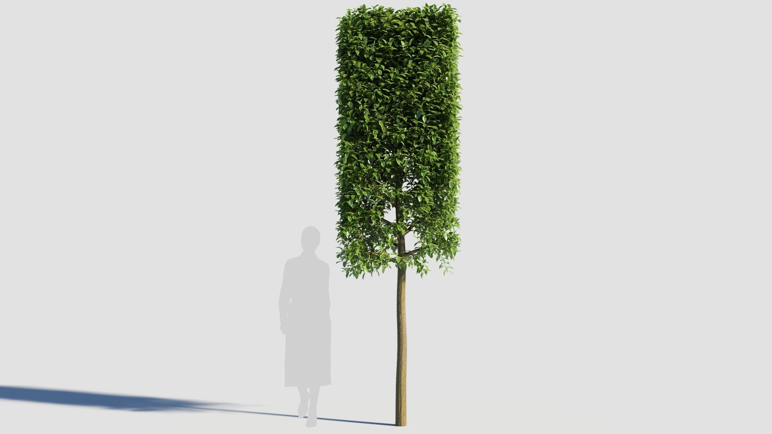 Carpinus caroliniana tree 3D model_6