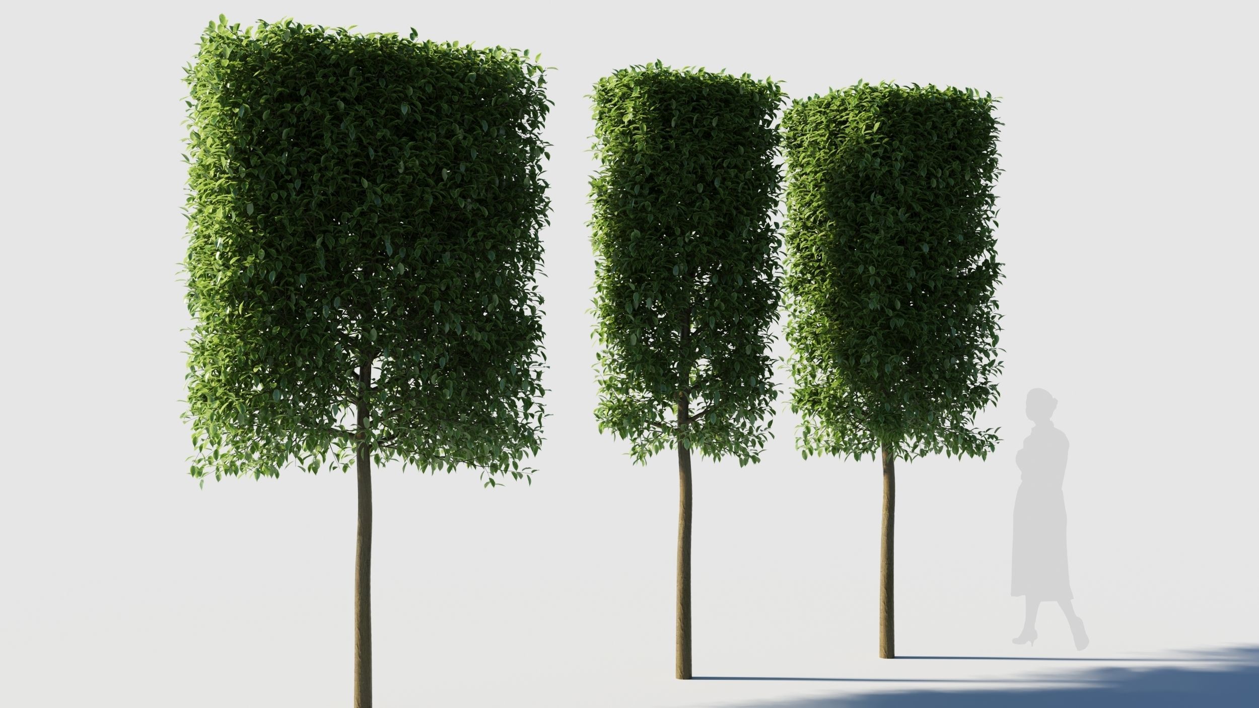 Carpinus caroliniana tree 3D model_4