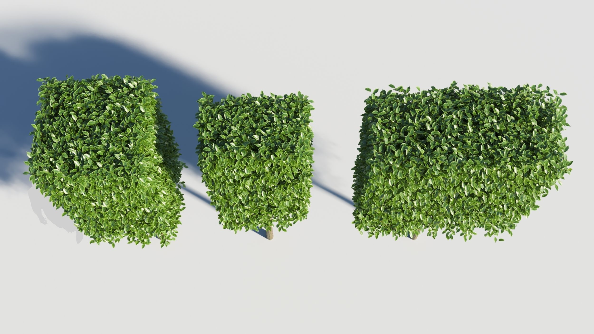 Carpinus caroliniana tree 3D model_2