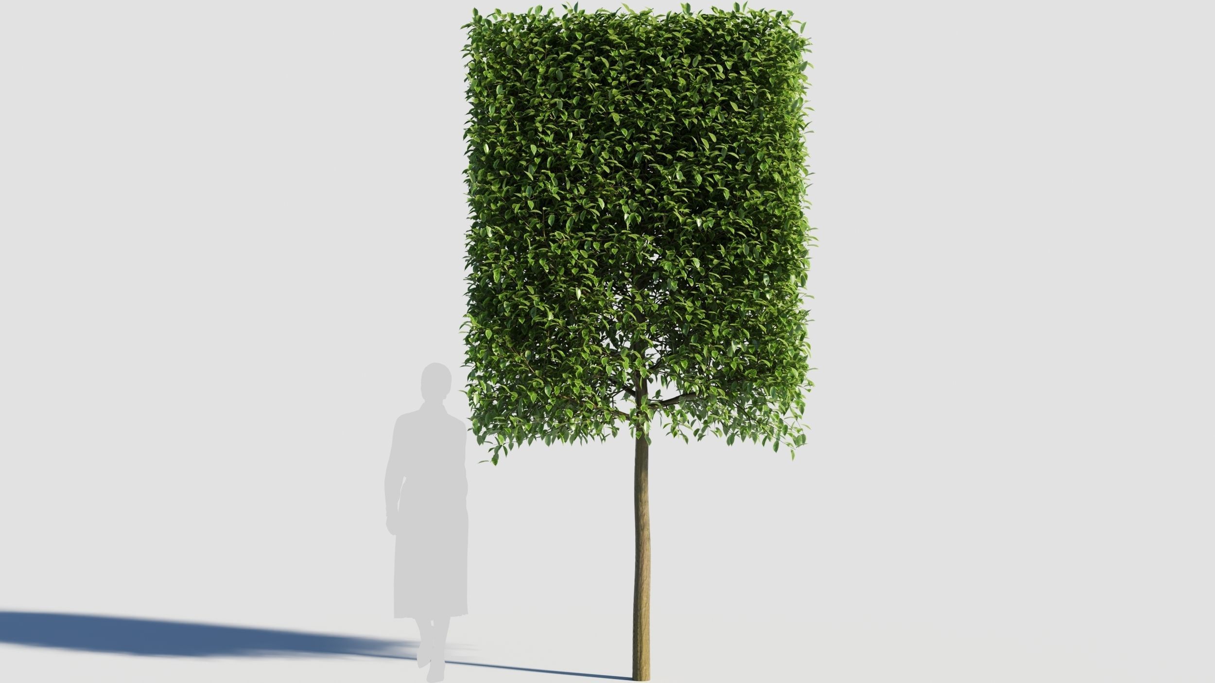 Carpinus caroliniana tree 3D model_7