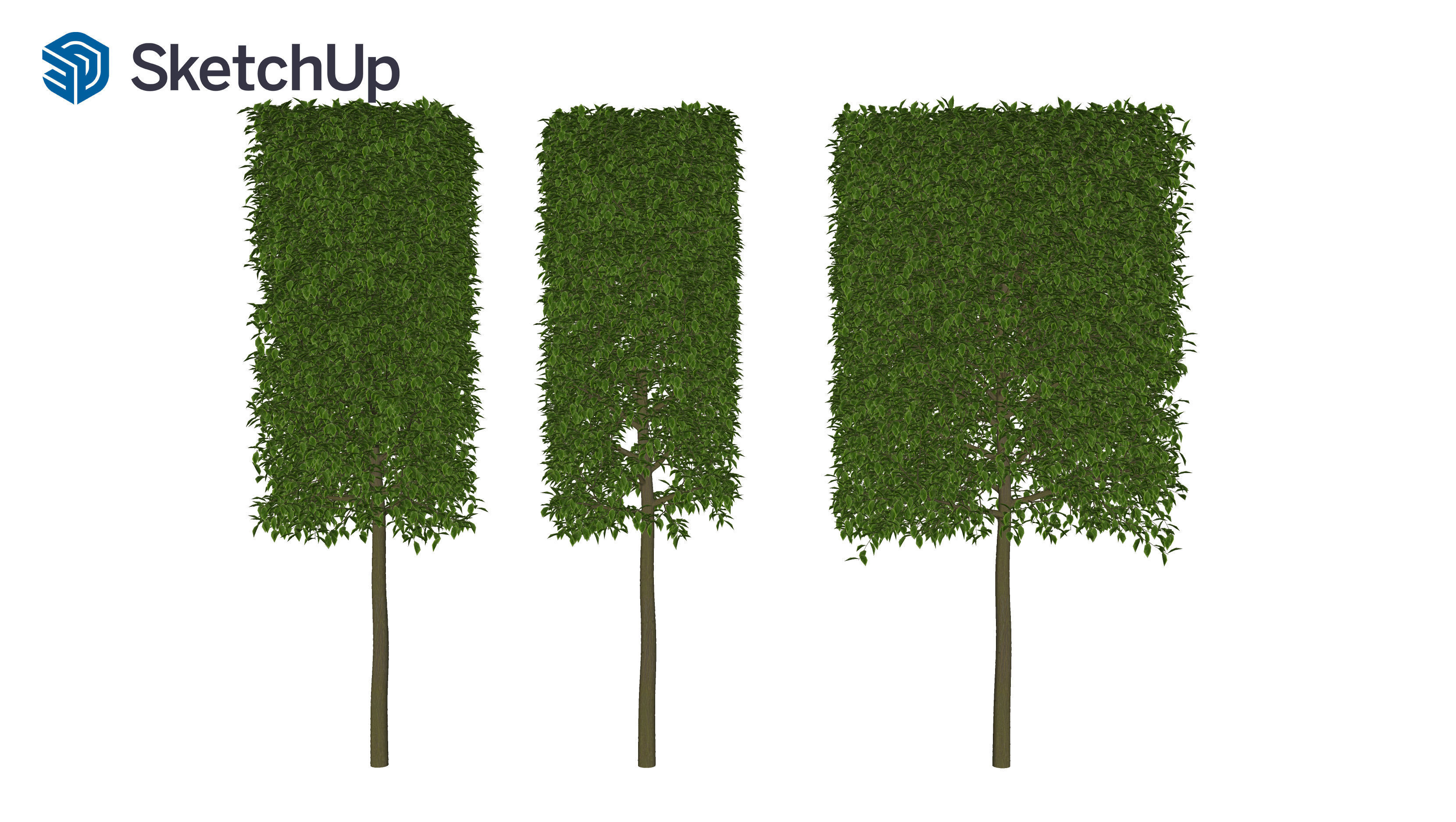 Carpinus caroliniana tree 3D model_8