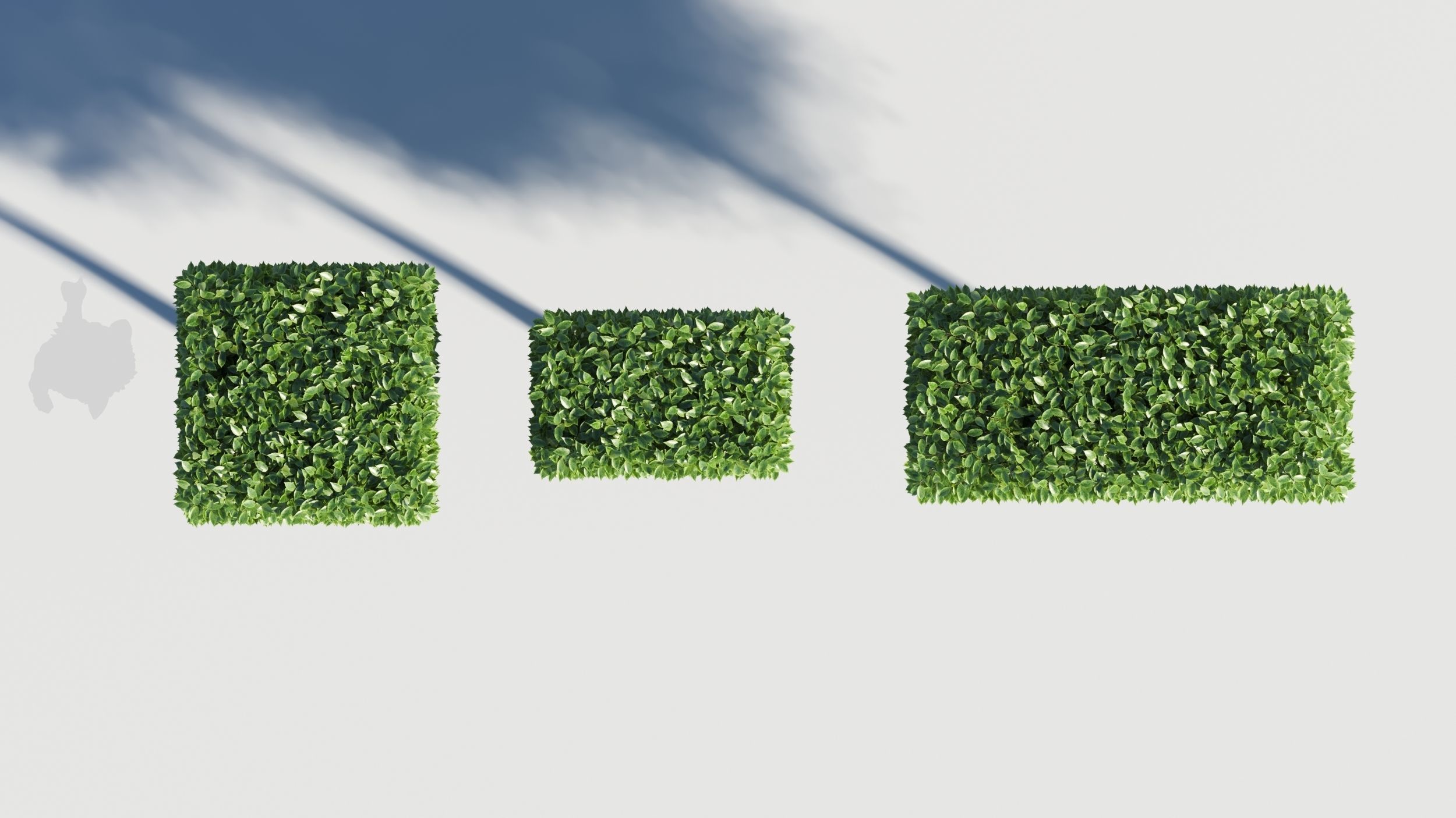 Carpinus caroliniana tree 3D model_3