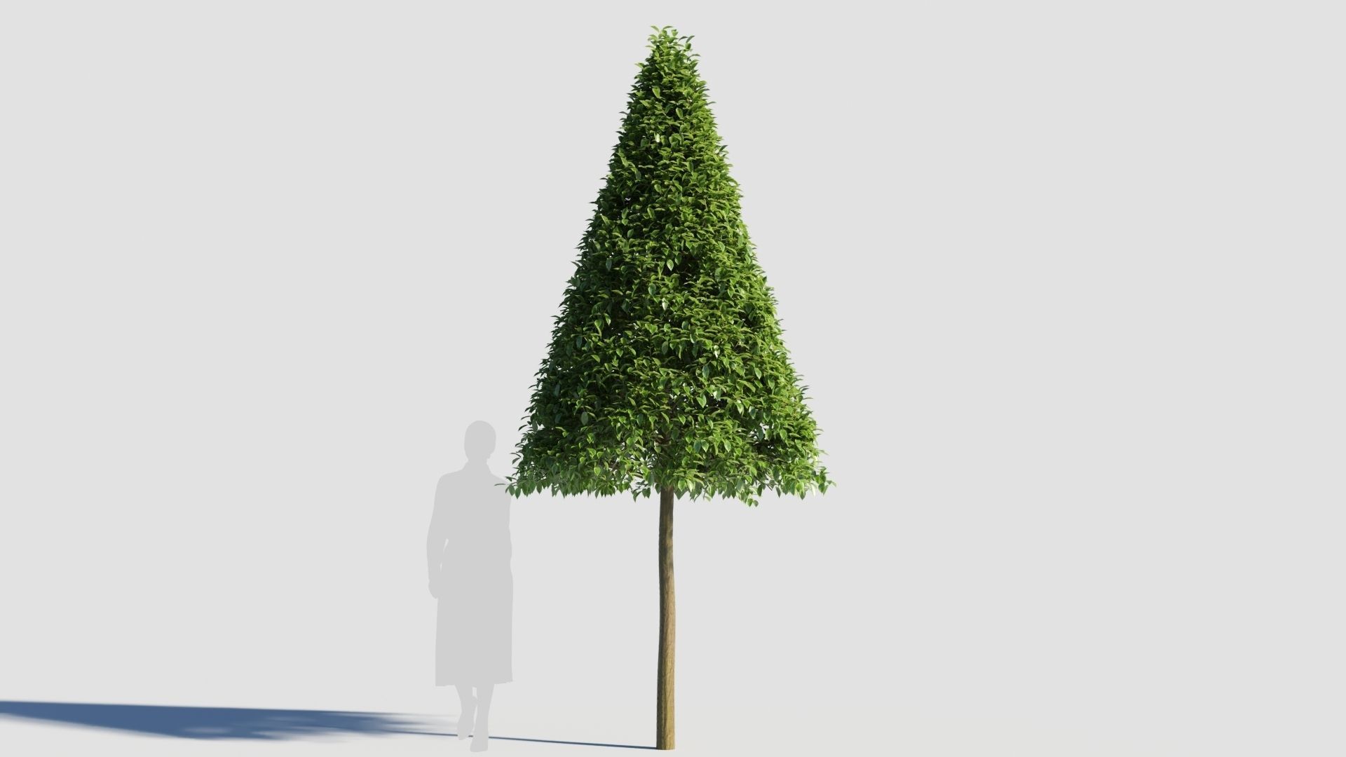 Carpinus caroliniana tree 3D model_5