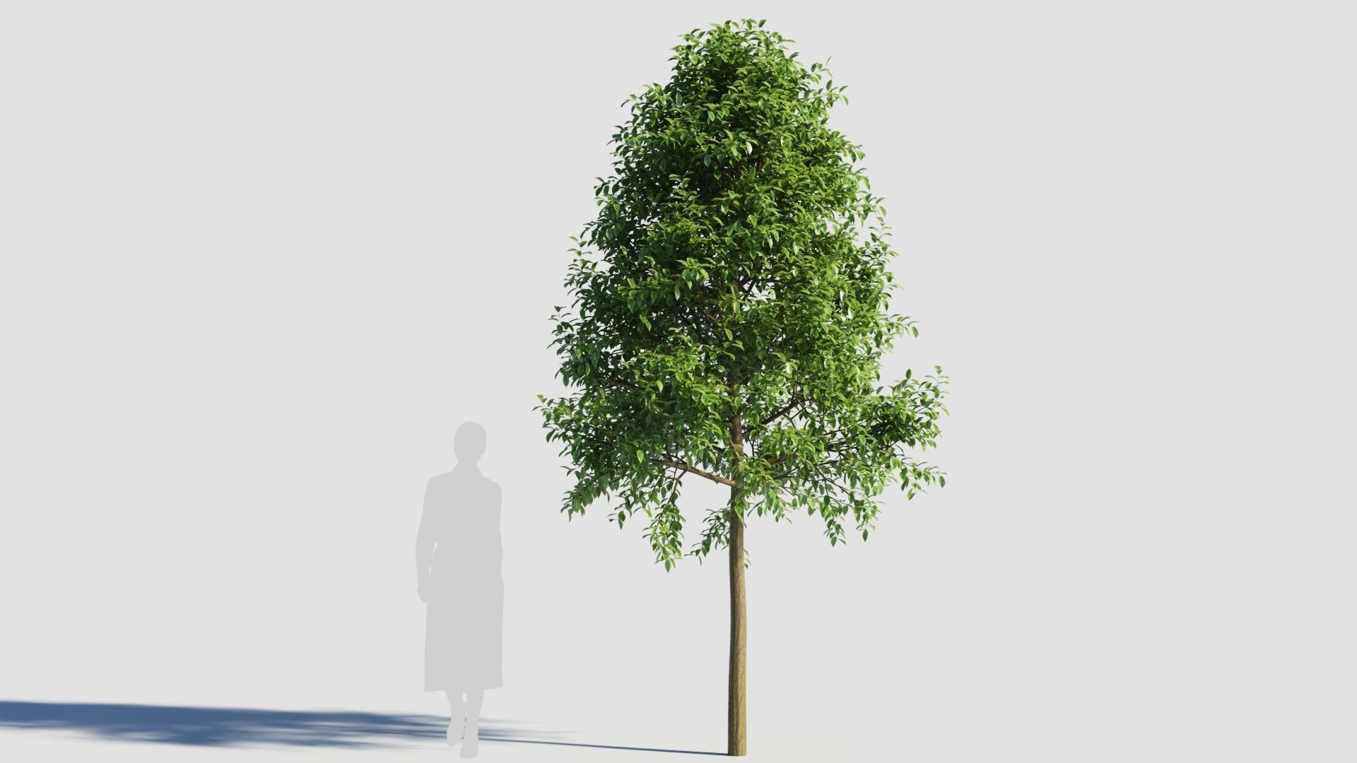Carpinus caroliniana tree 3D model_4