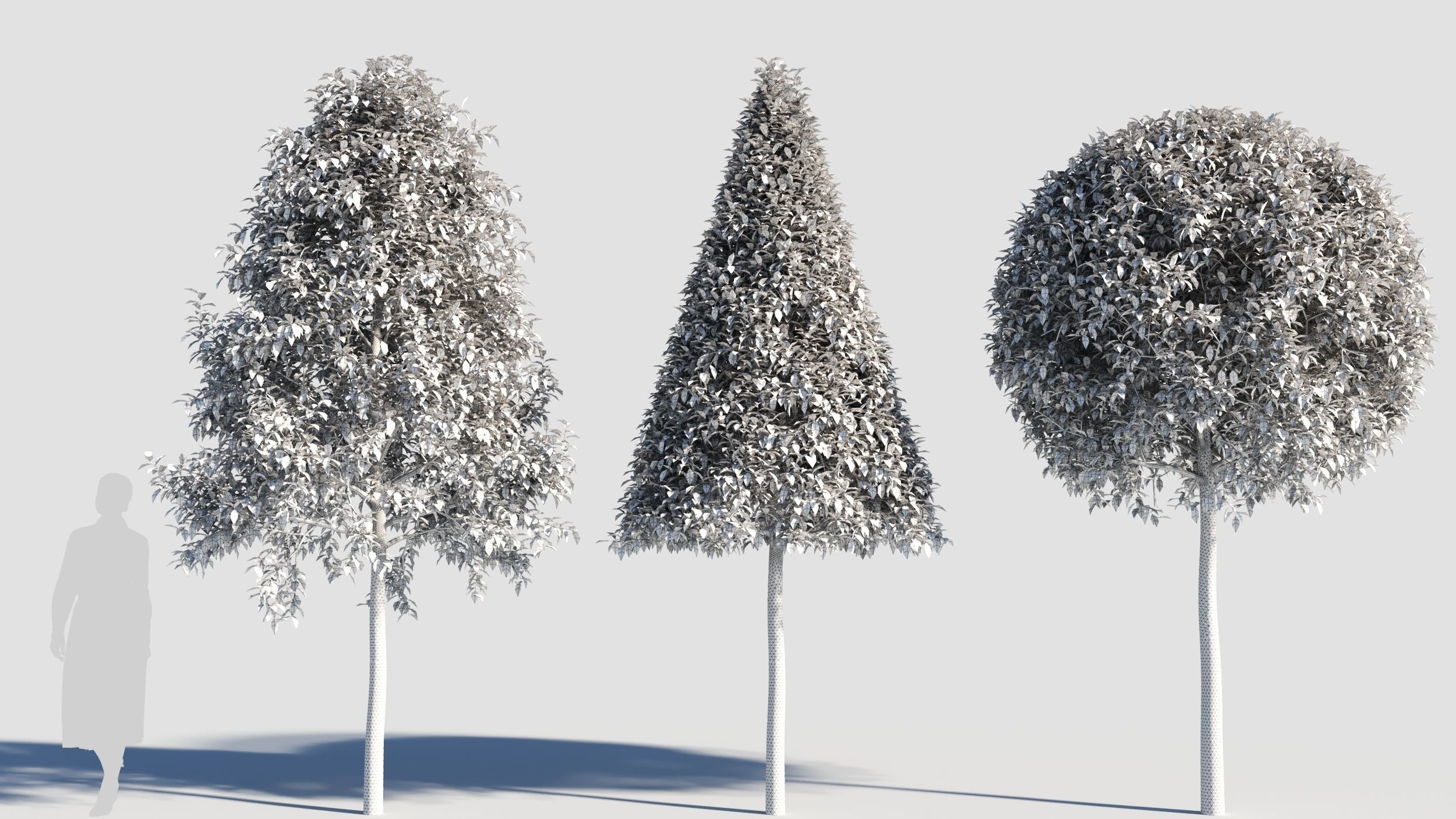 Carpinus caroliniana tree 3D model_8