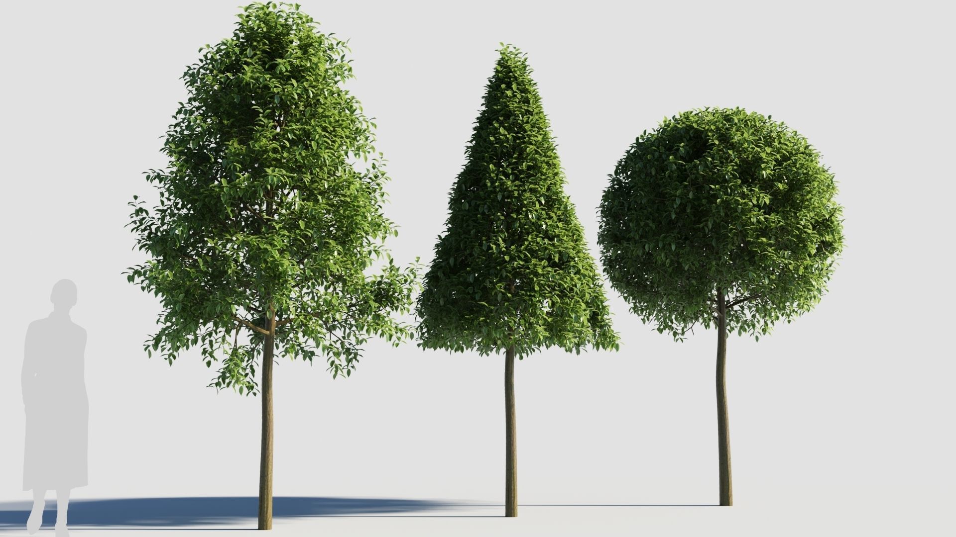 Carpinus caroliniana tree 3D model_2