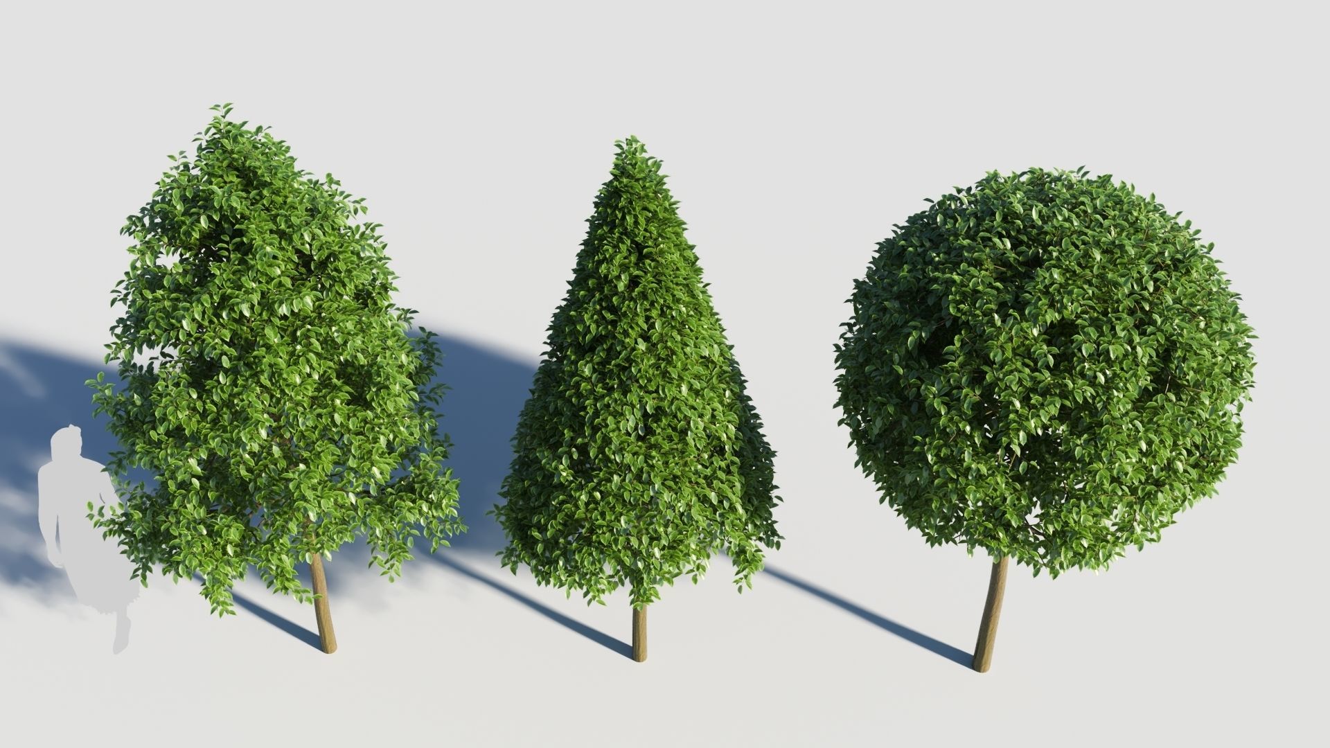 Carpinus caroliniana tree 3D model_1