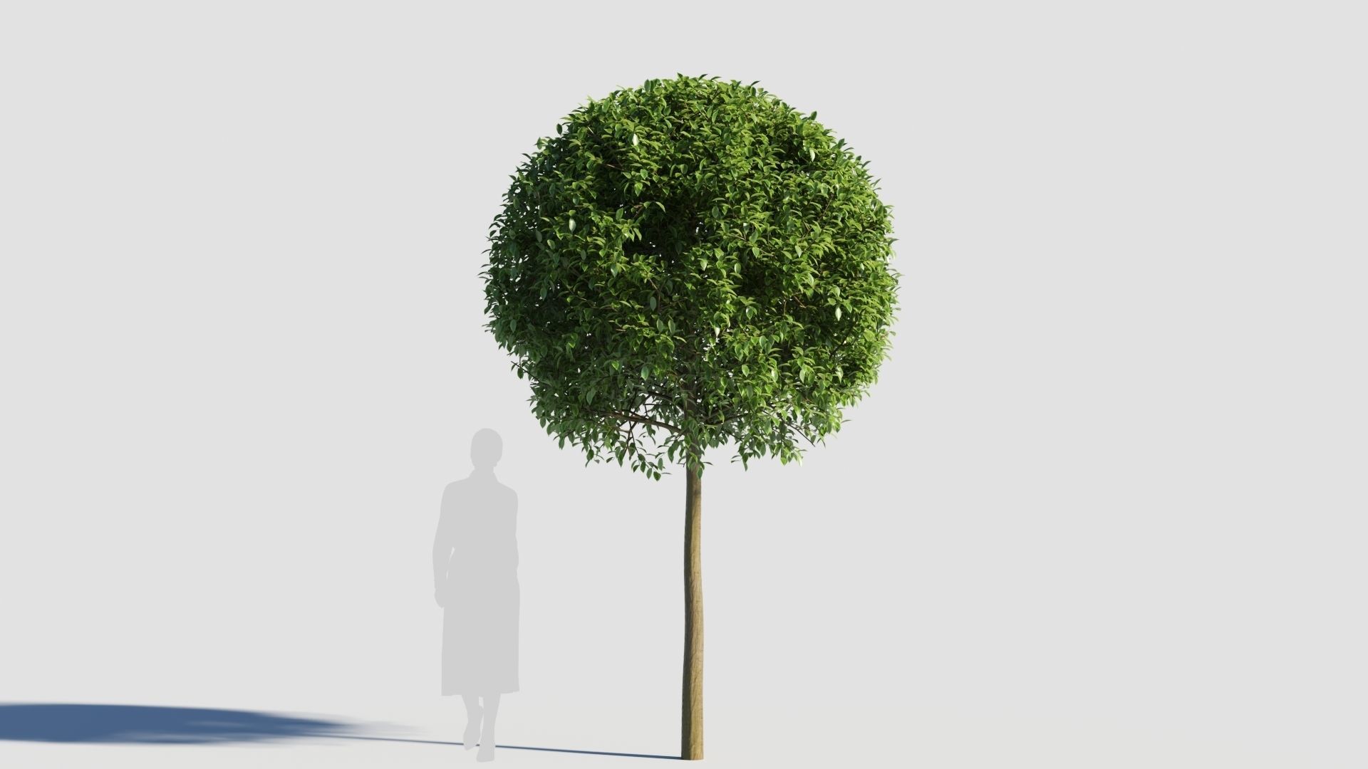 Carpinus caroliniana tree 3D model_6