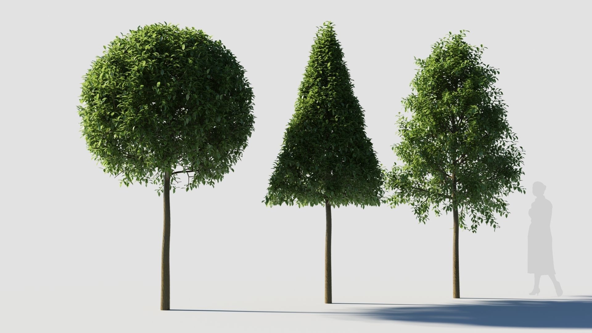Carpinus caroliniana tree 3D model_3