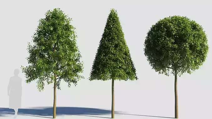 Carpinus caroliniana tree