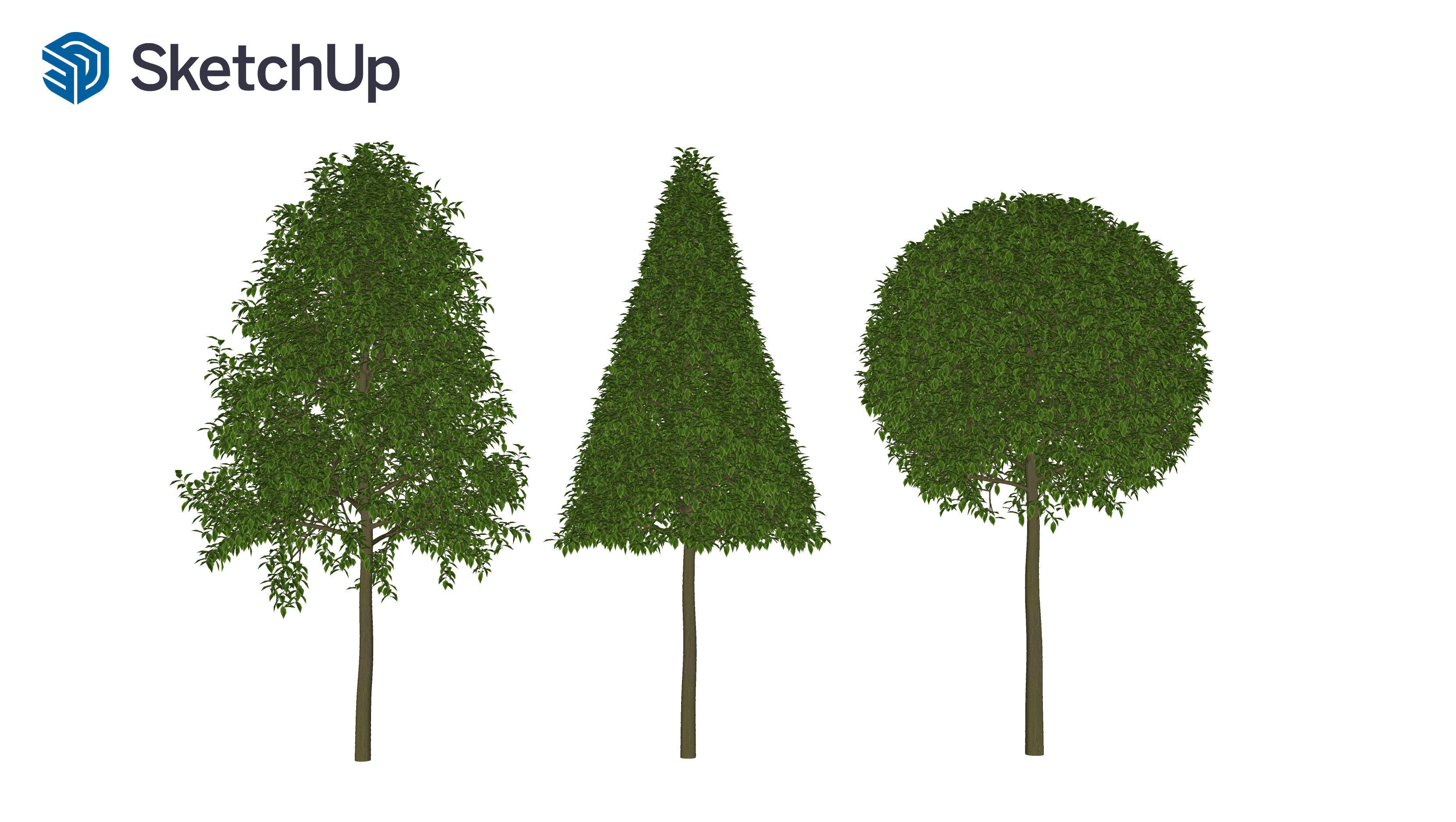 Carpinus caroliniana tree 3D model_7