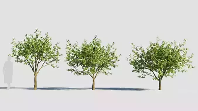 Carpinus caroliniana tree