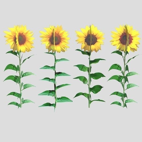 sunflower 3D model
