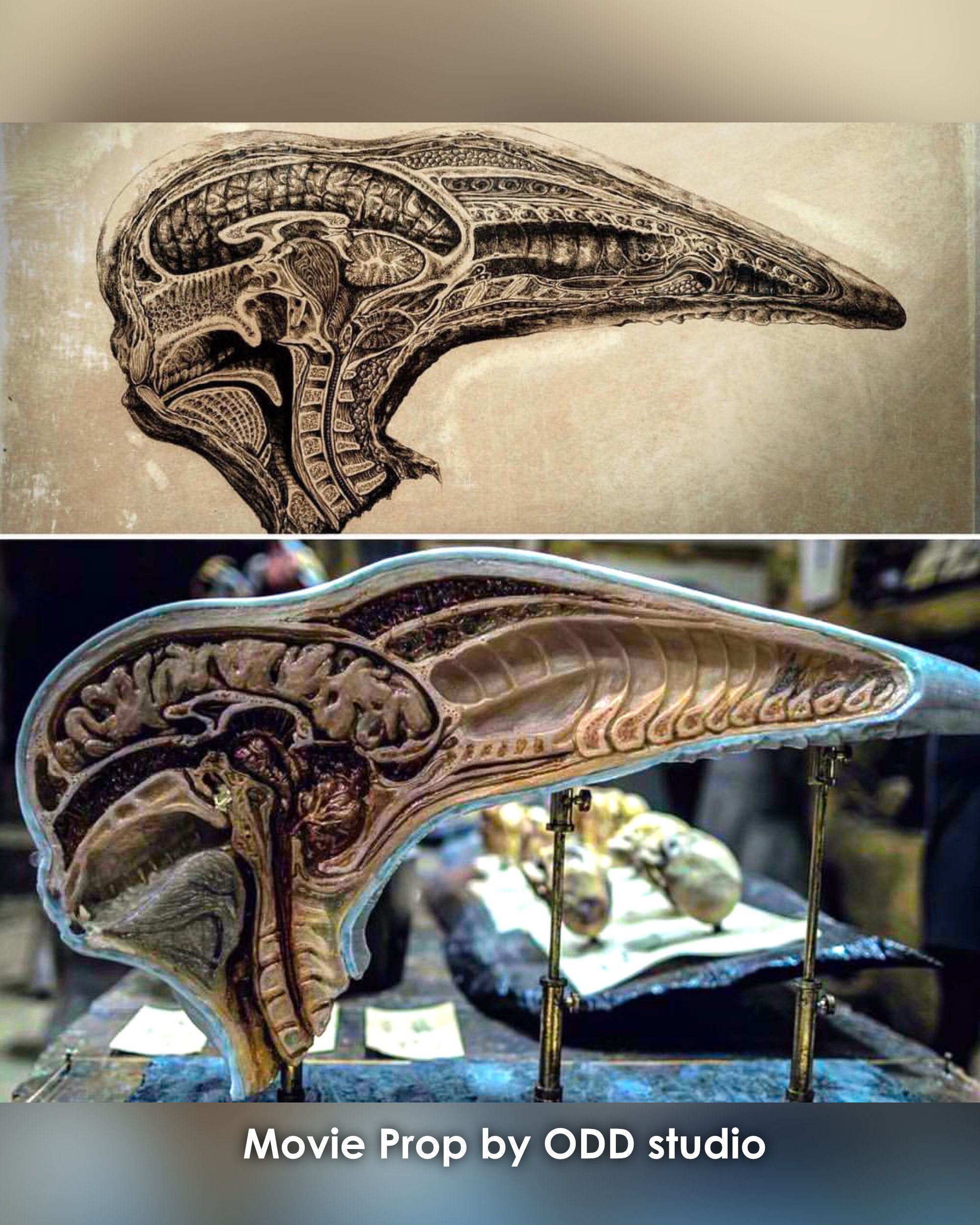 Alien covenant - Dissected neomorph head - Davids Lab 3D print model_3