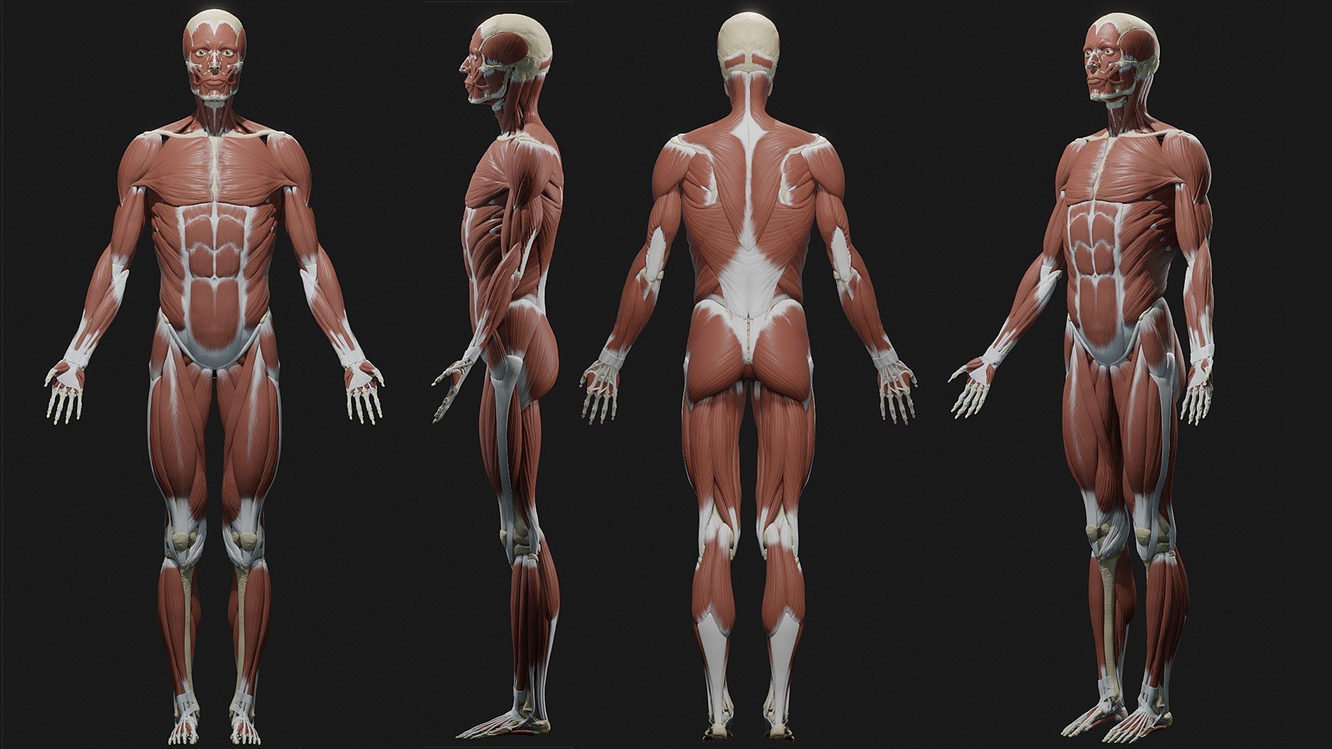 Skeleton and Muscles sculpt 3D model_2