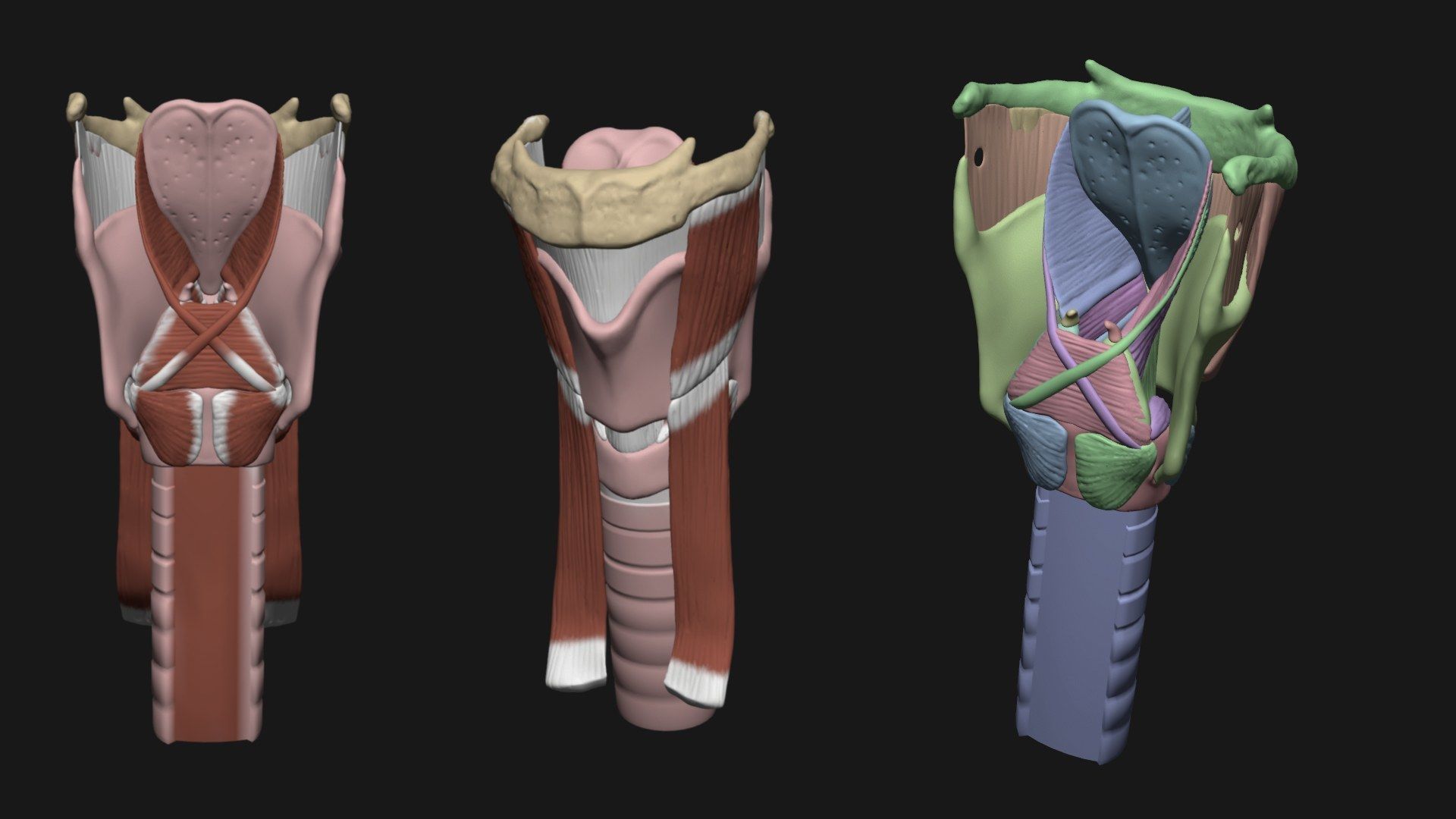 Skeleton and Muscles sculpt 3D model_14