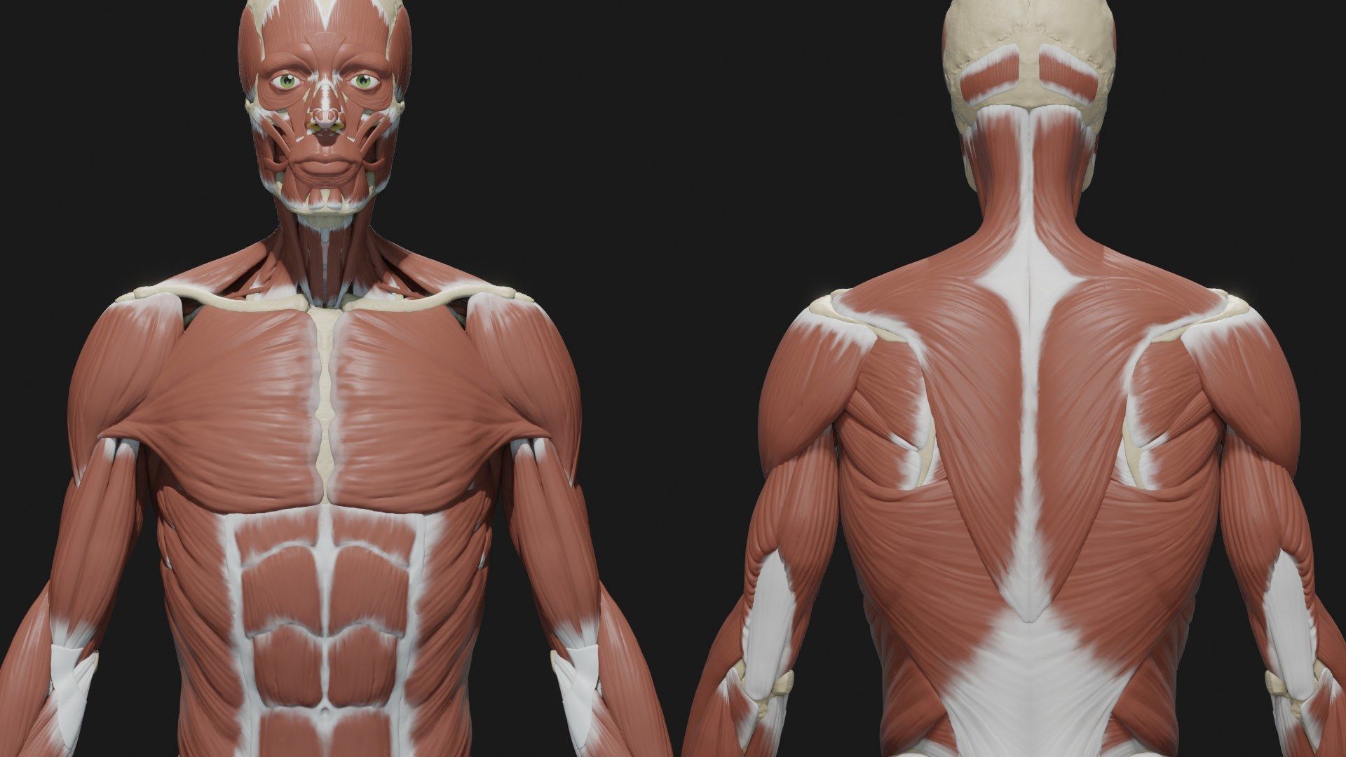 Skeleton and Muscles sculpt 3D model_3