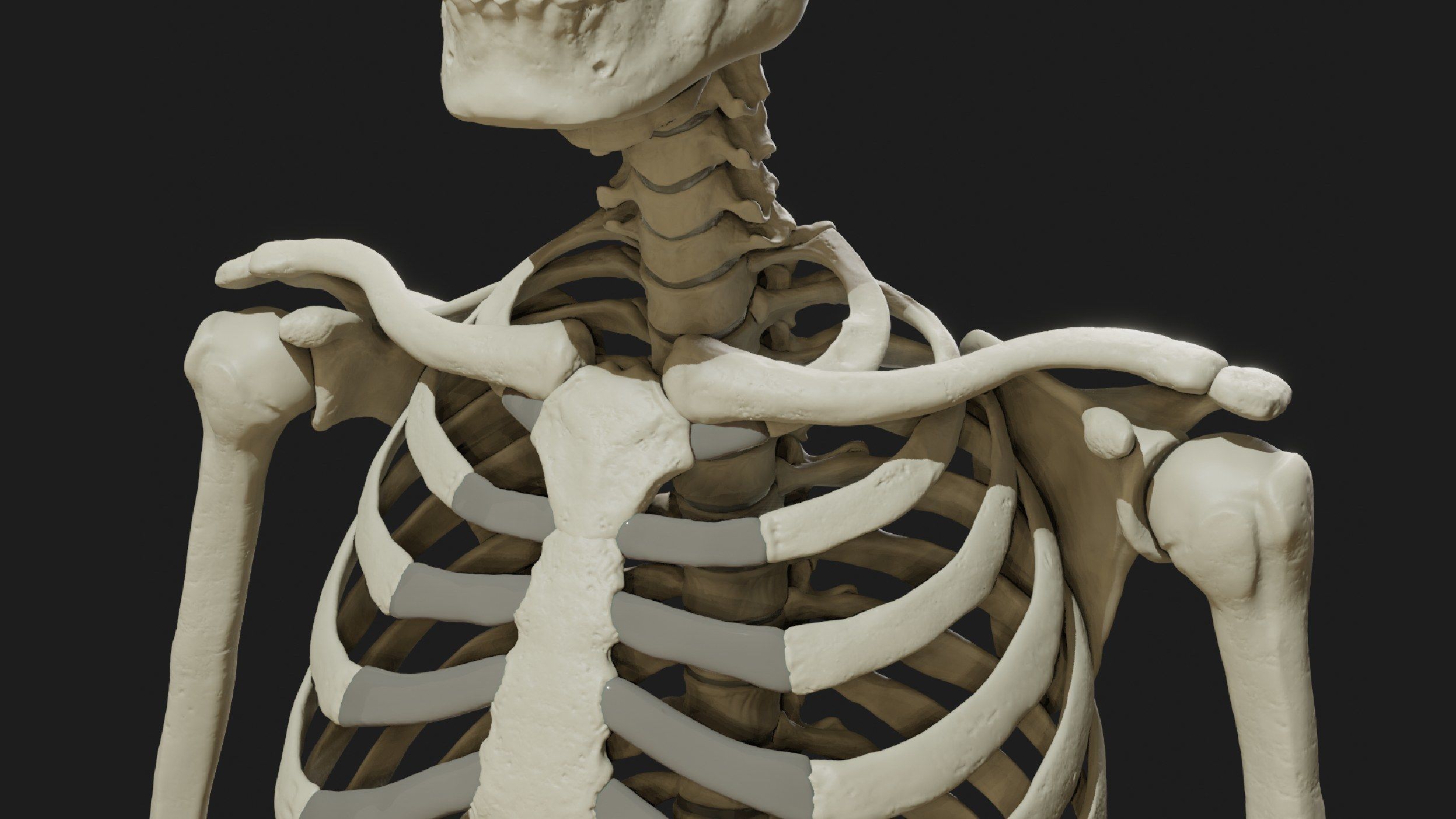 Skeleton and Muscles sculpt 3D model_25