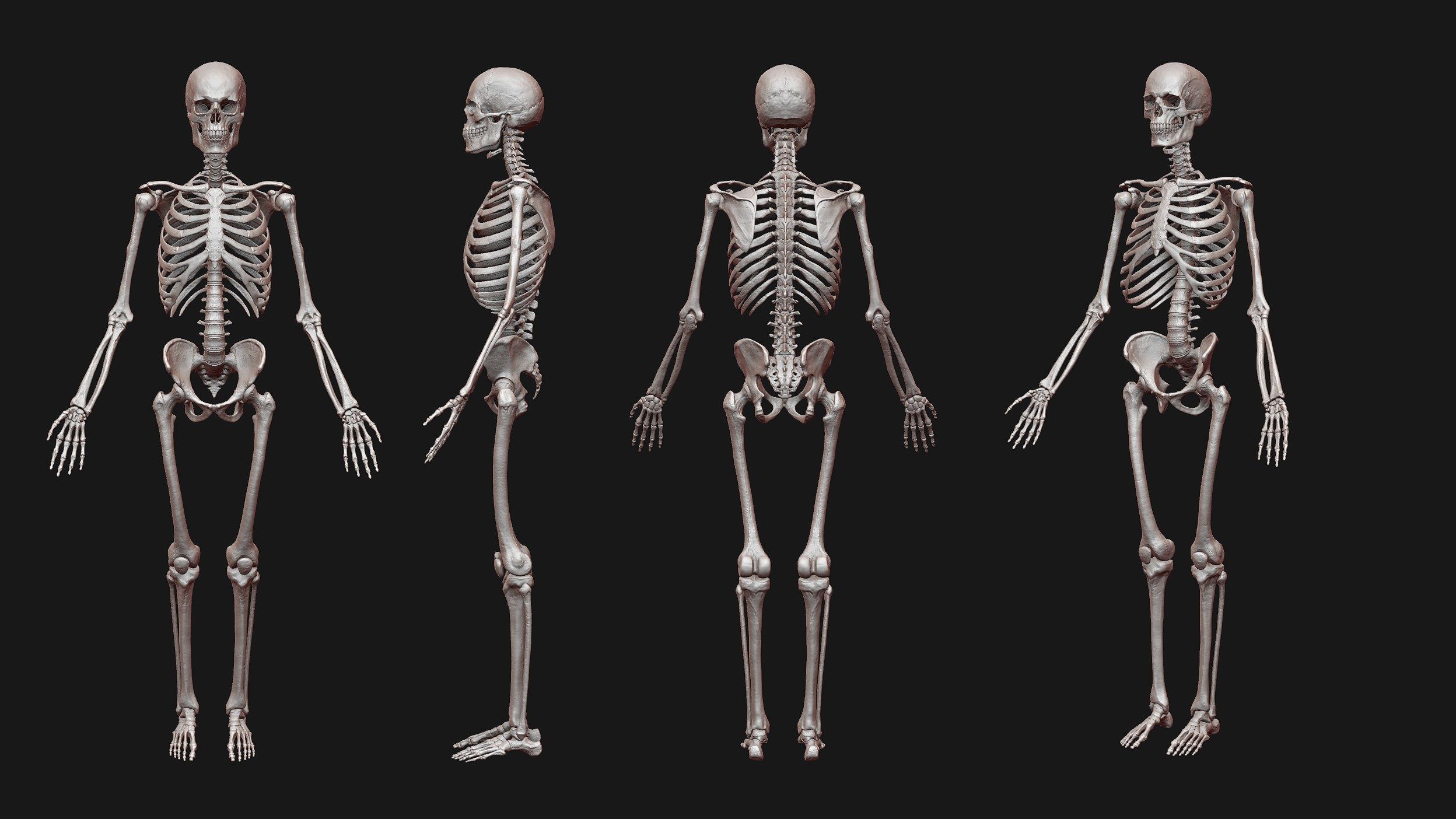 Skeleton and Muscles sculpt 3D model_17