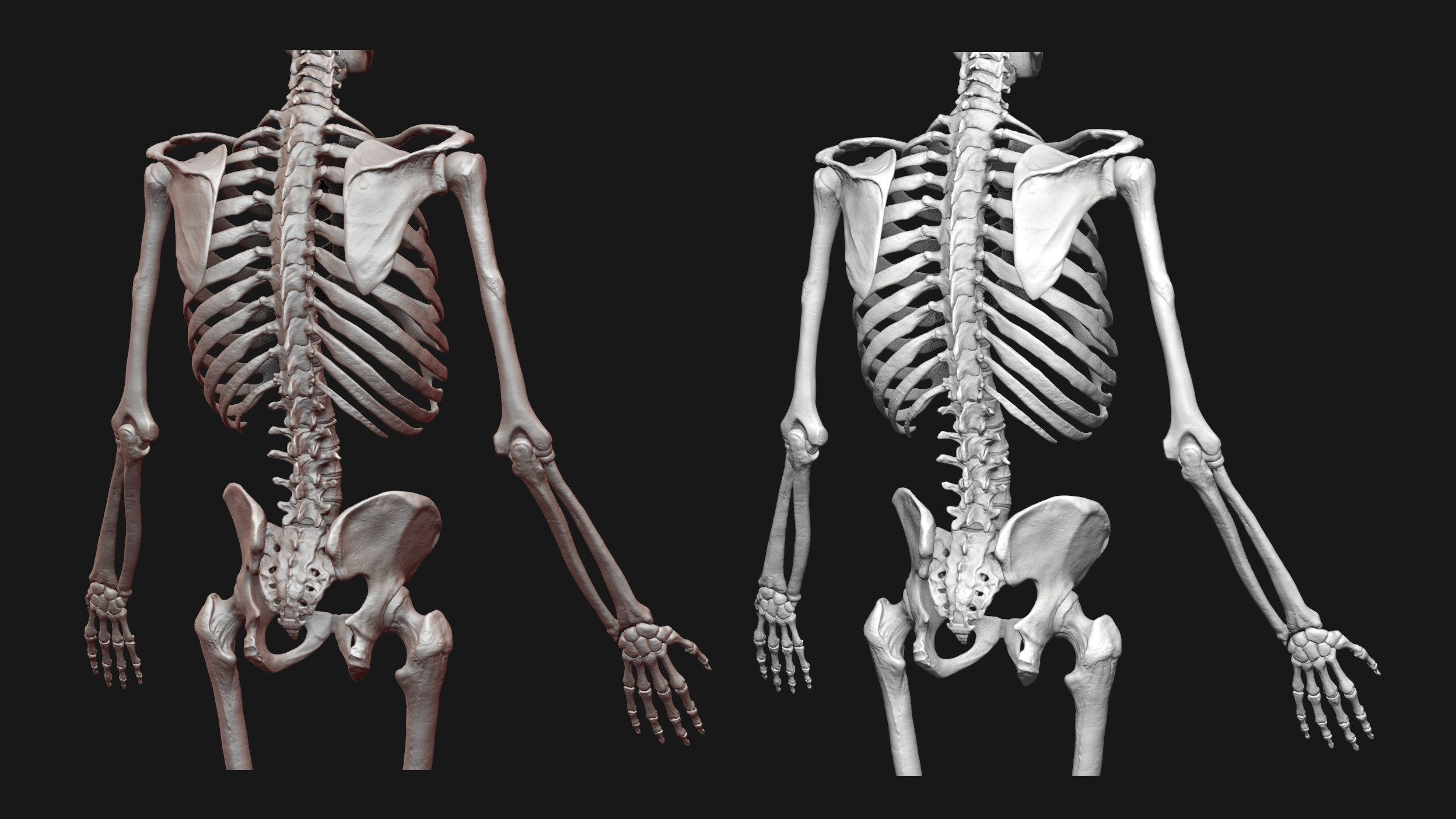 Skeleton and Muscles sculpt 3D model_22