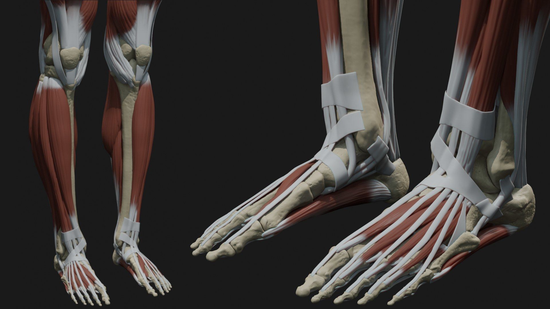 Skeleton and Muscles sculpt 3D model_12