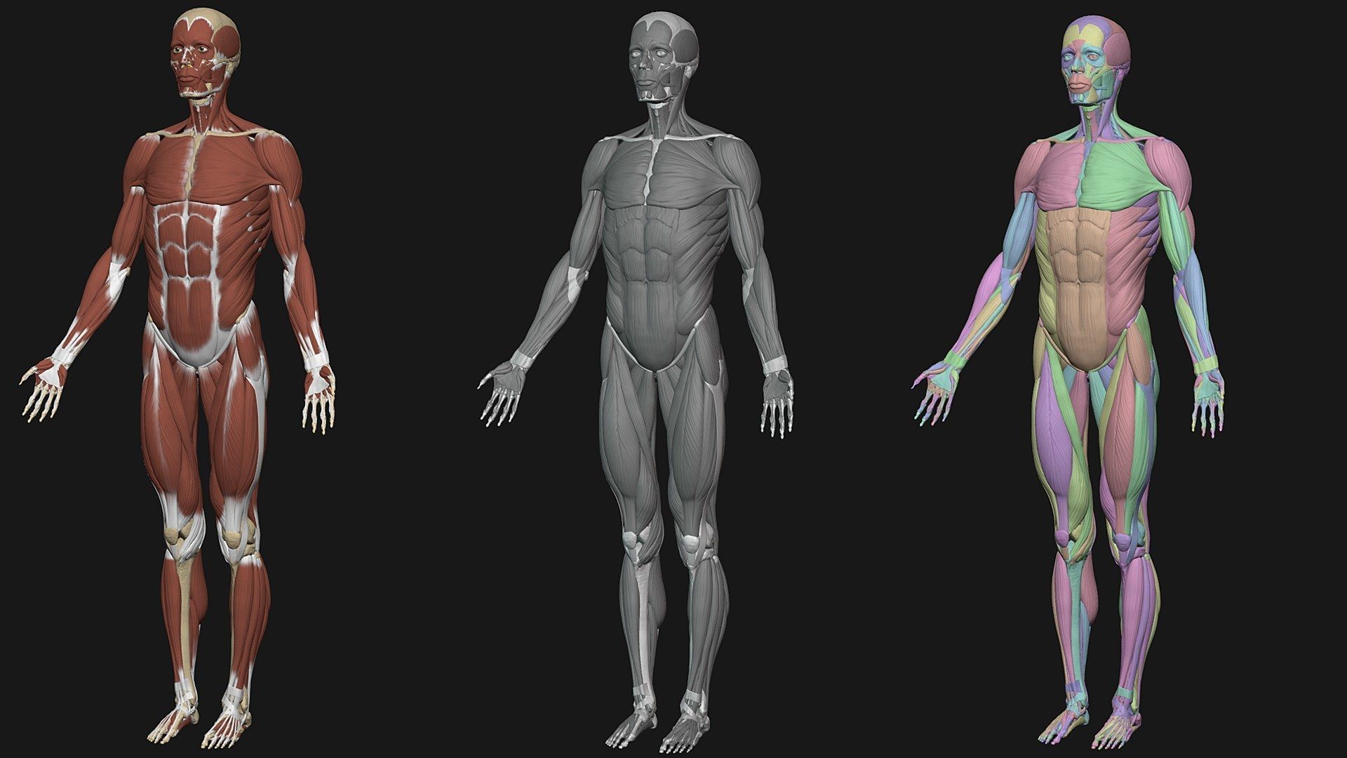 Skeleton and Muscles sculpt 3D model_7