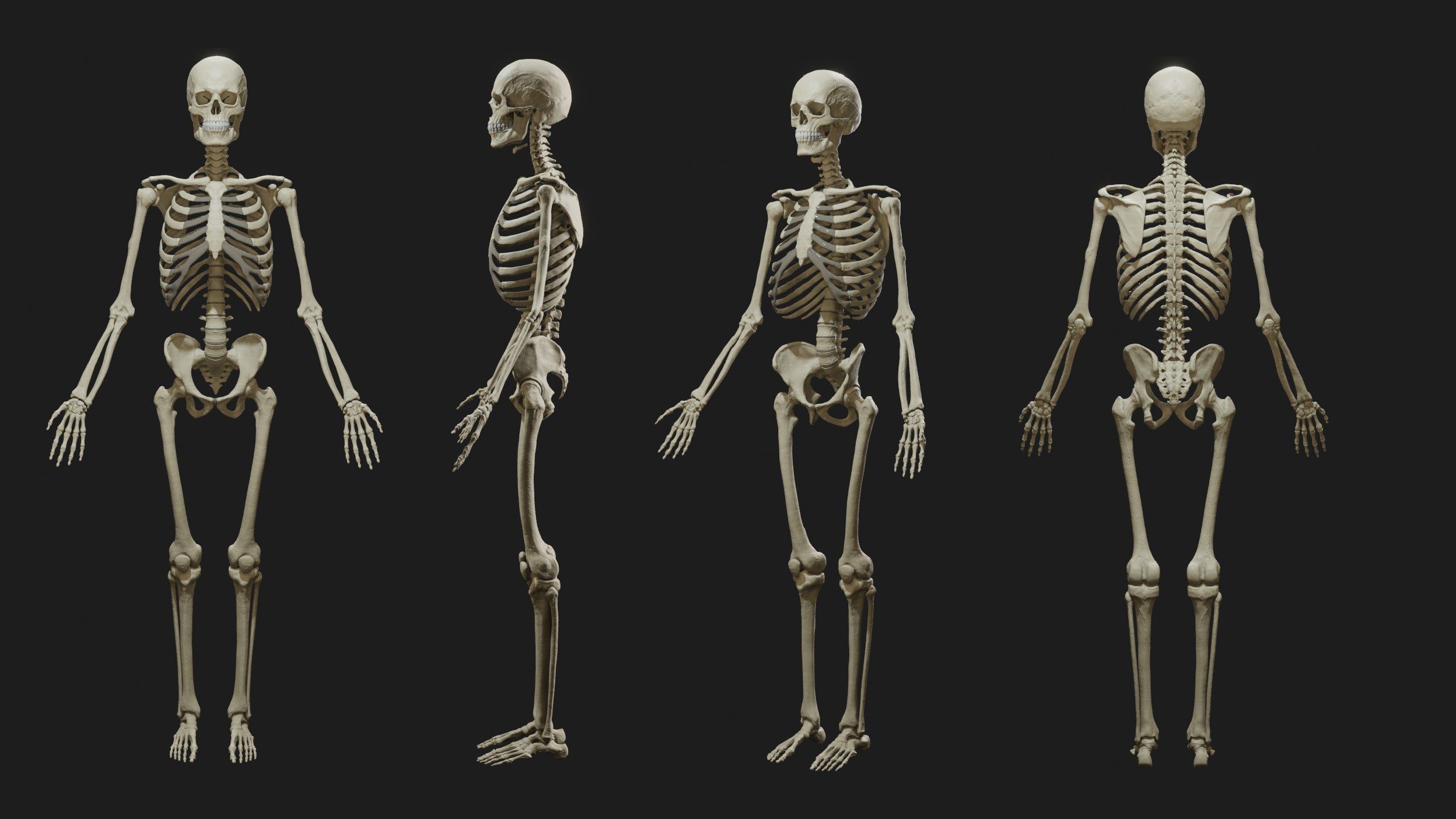 Skeleton and Muscles sculpt 3D model_20