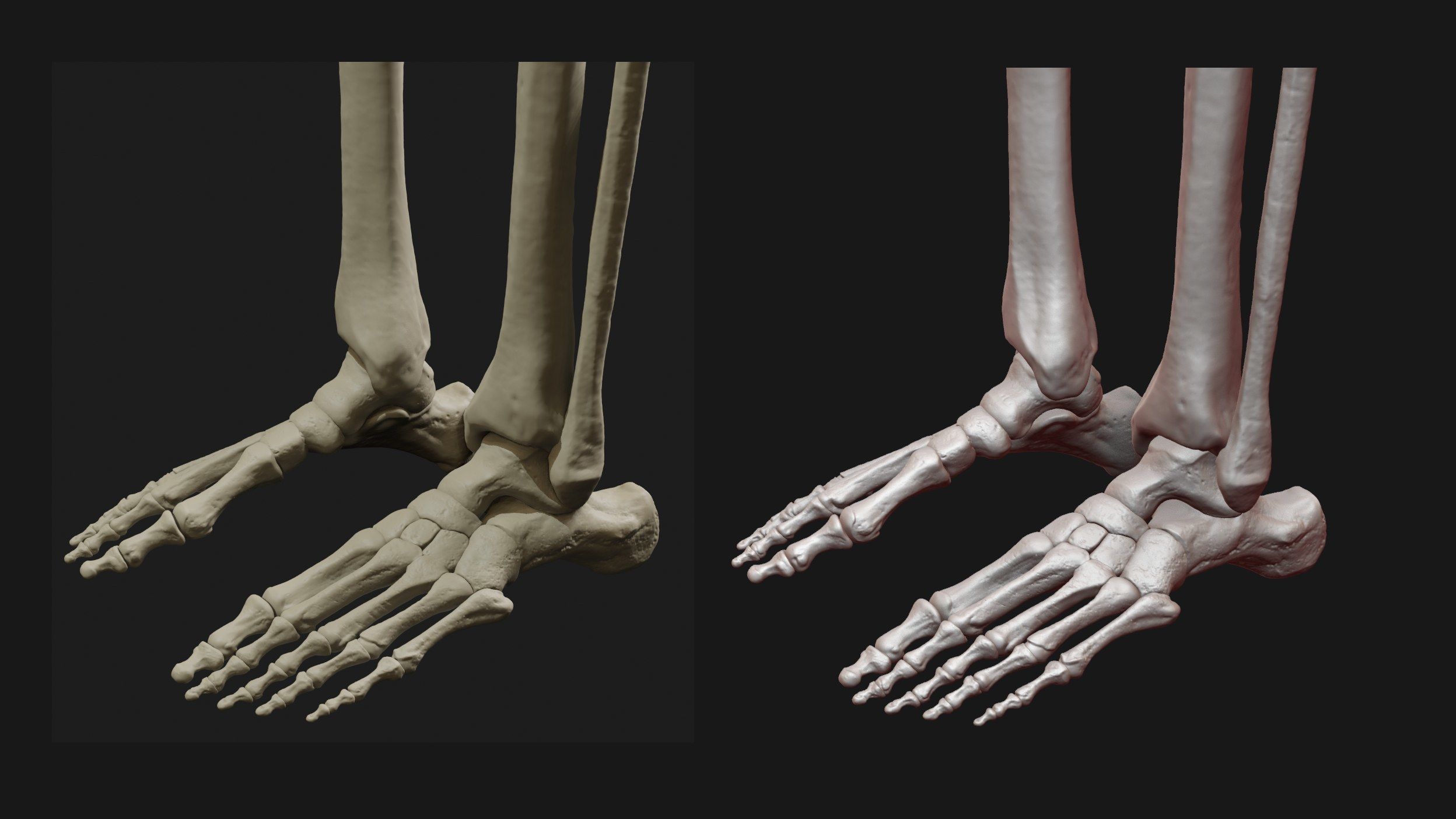 Skeleton and Muscles sculpt 3D model_23