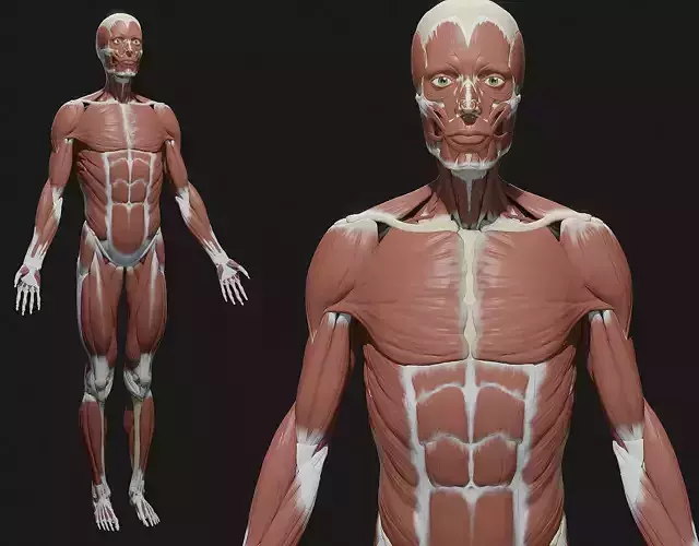 Skeleton and Muscles sculpt 3D model
