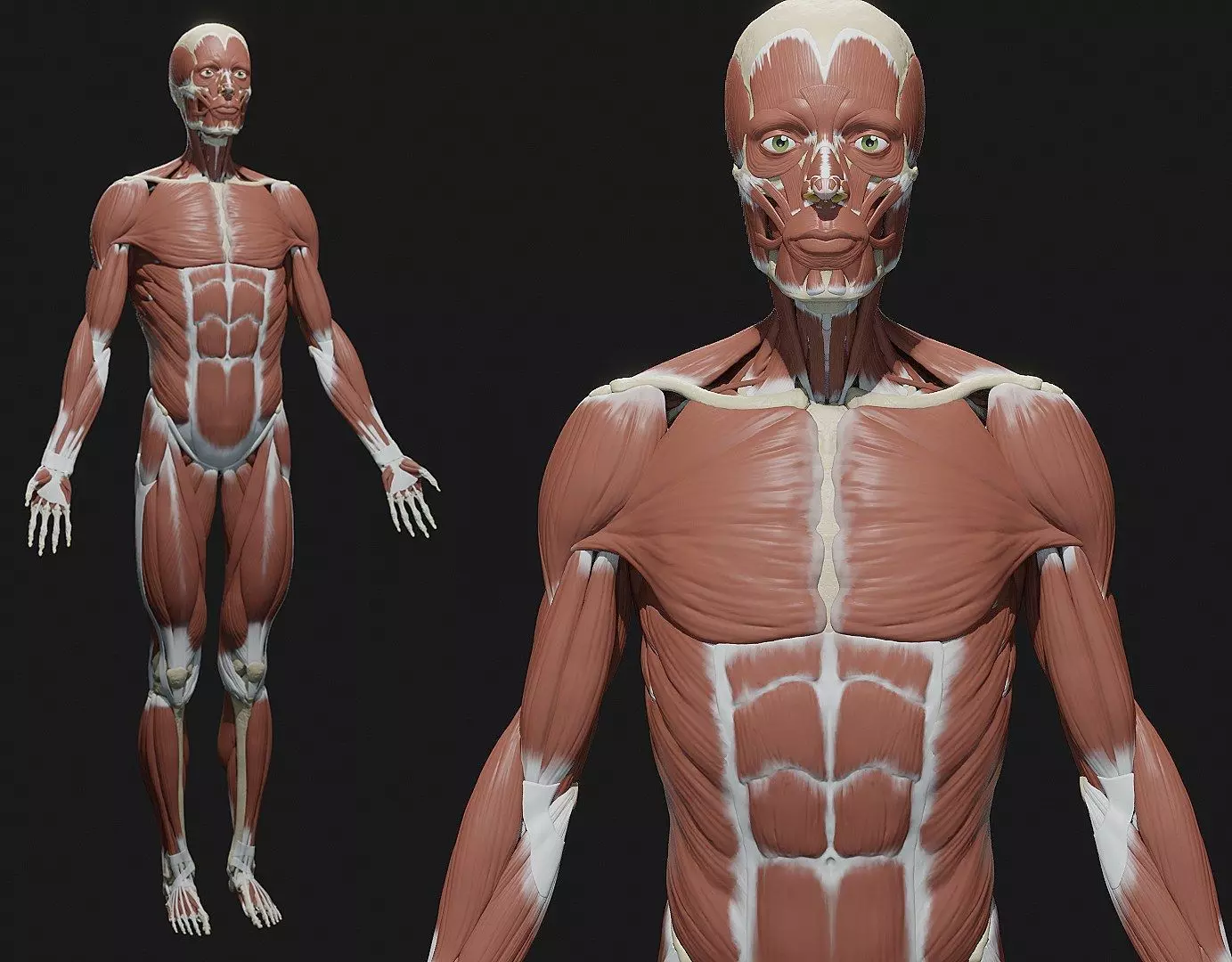 Skeleton and Muscles sculpt 3D model_0