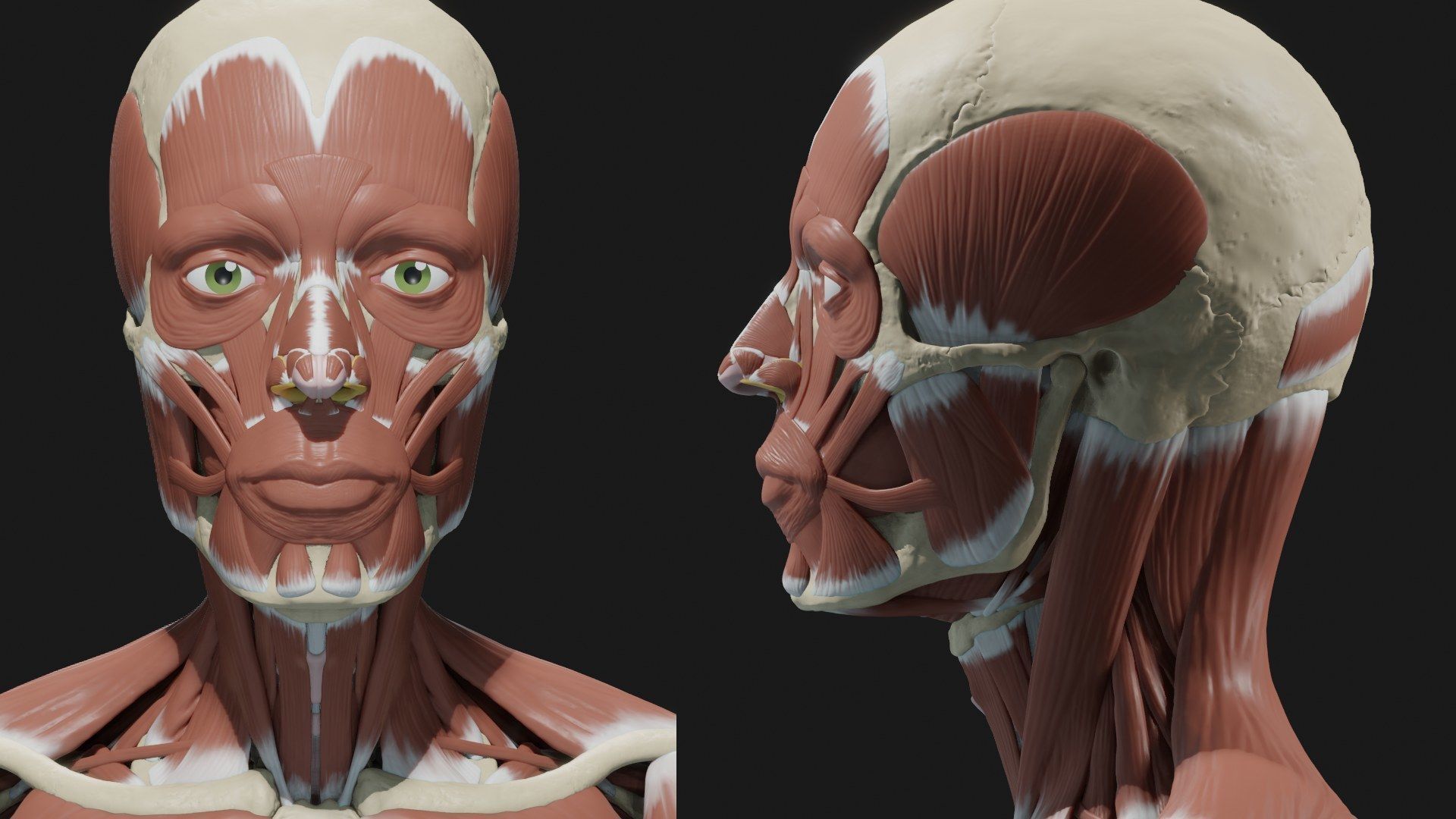 Skeleton and Muscles sculpt 3D model_9